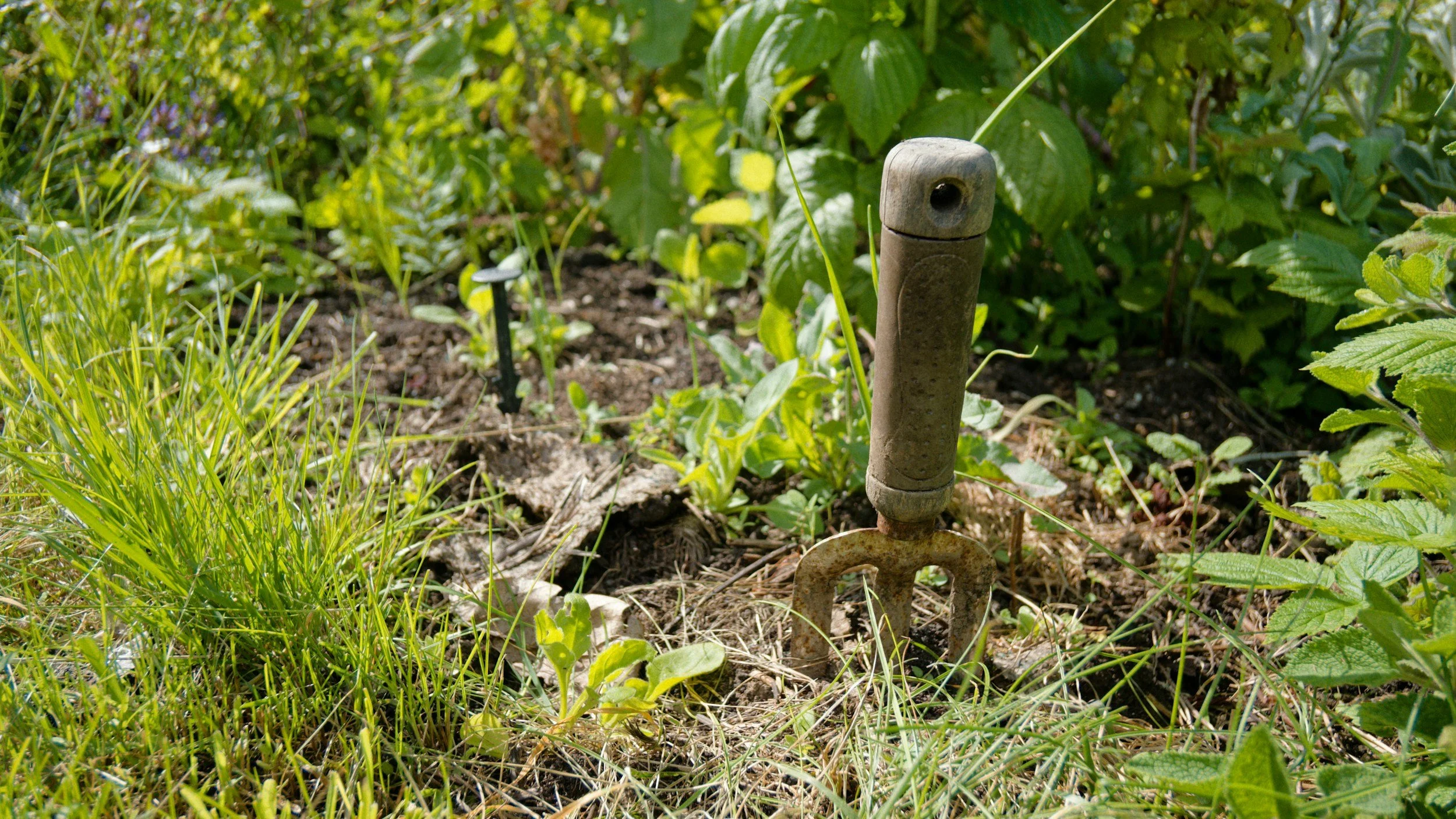 A garden with a rusty garden fork in the soil, surrounded by green plants and grass.
