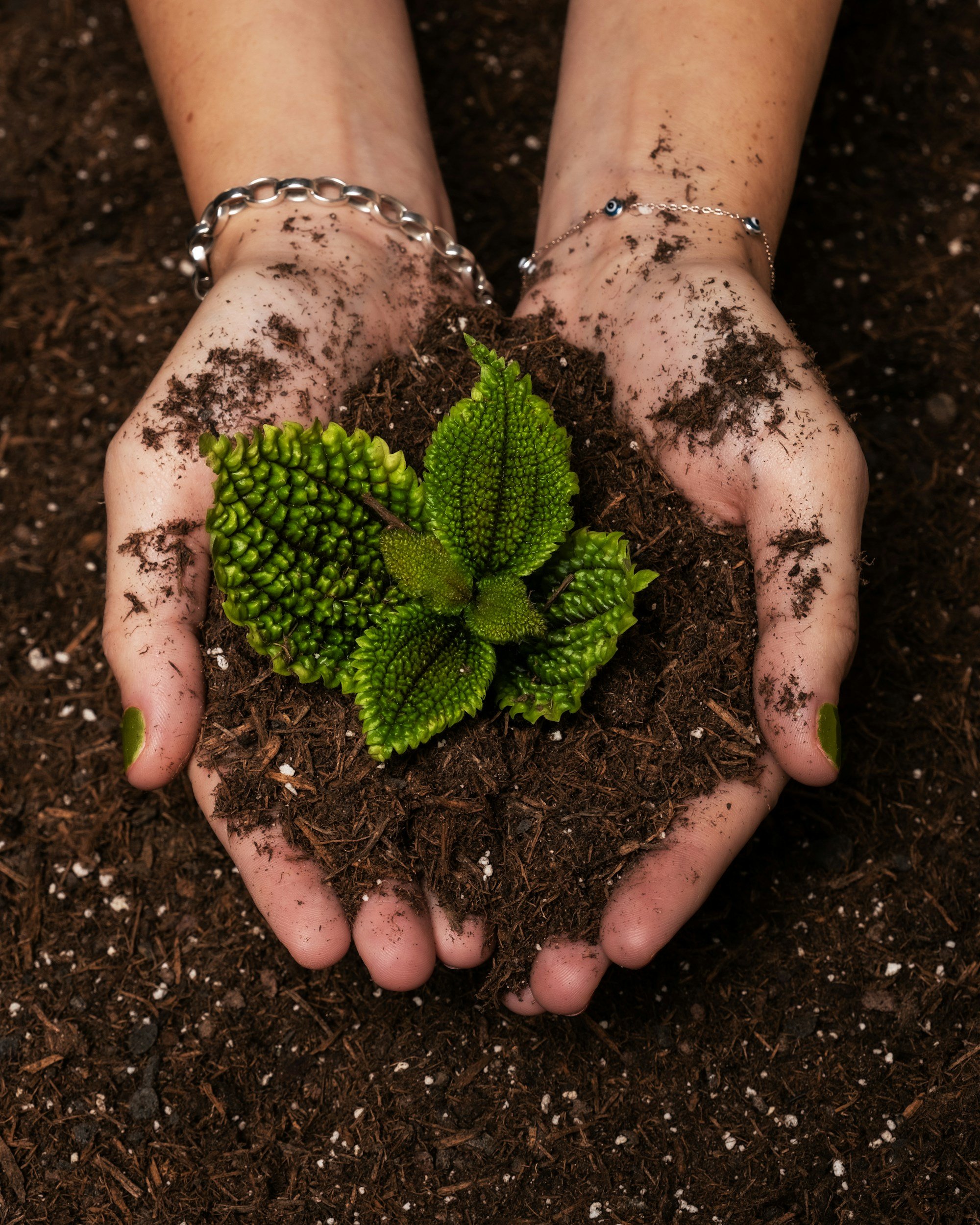 Hands with jewelry holding soil and a small green plant with textured leaves.