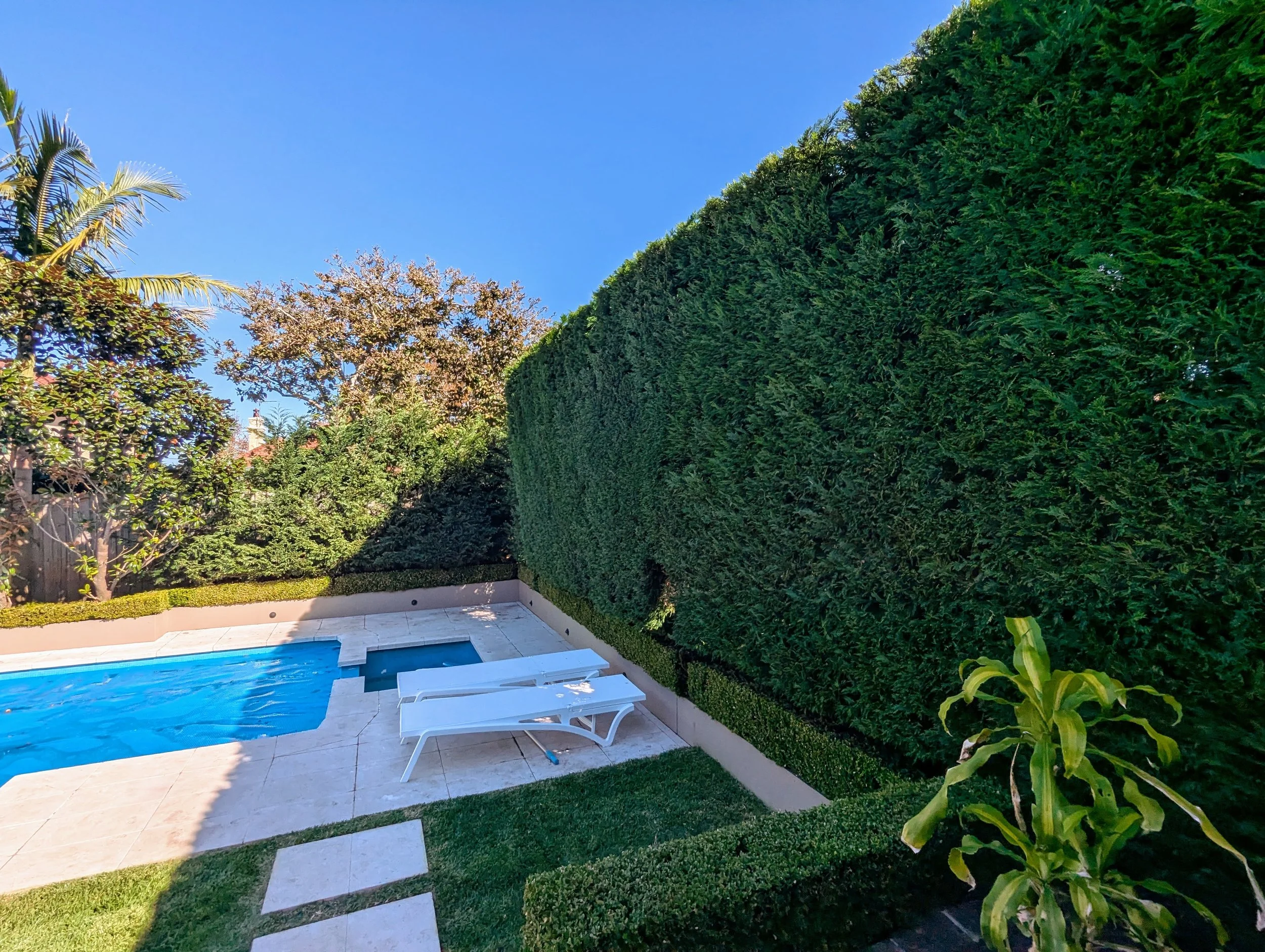 backyard with a swimming pool, lounge chairs, tall green hedge, flowering tree, palm tree, and bushes under a clear blue sky.