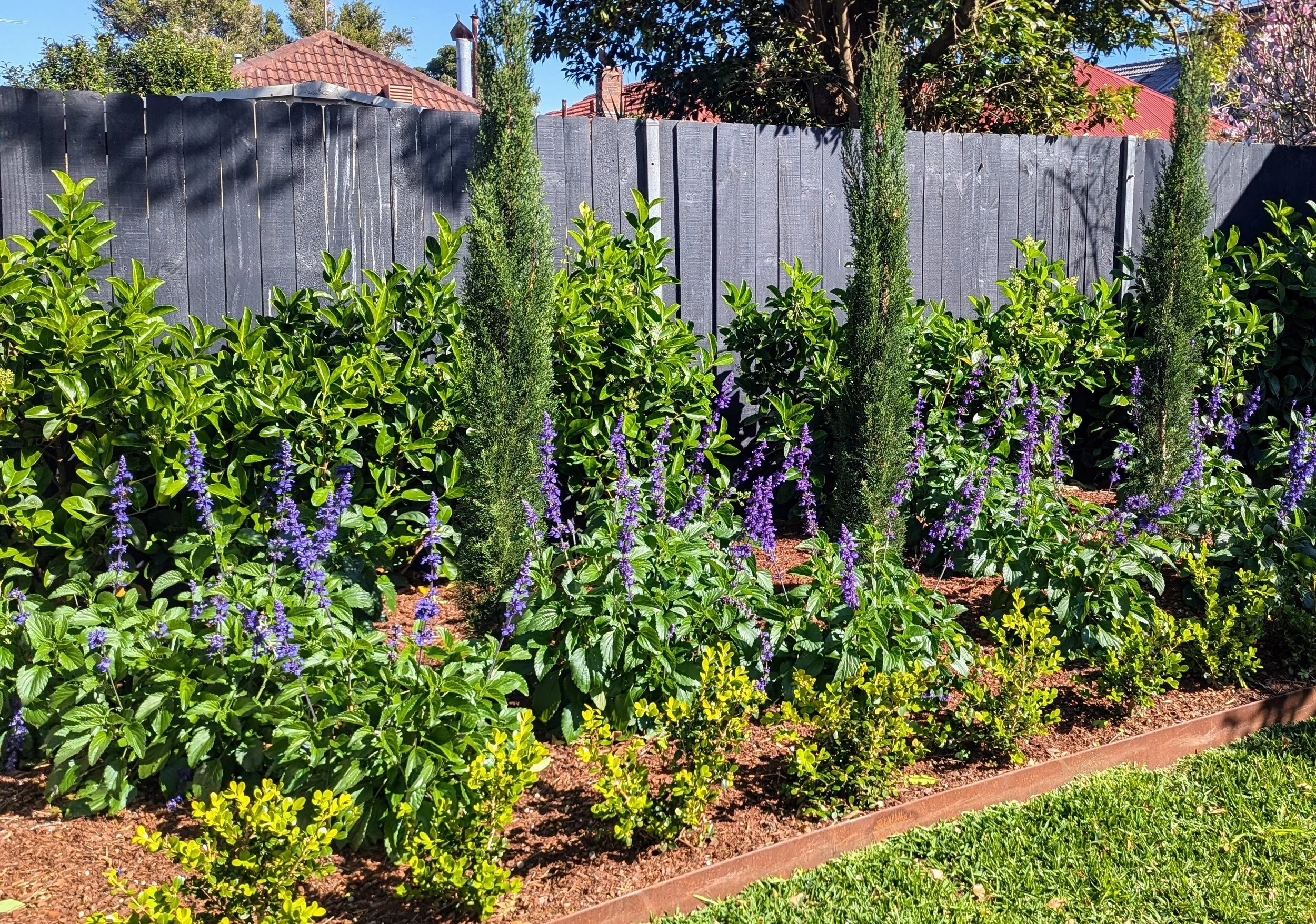 A garden with green bushes, purple flowers, tall narrow trees, a blue wooden fence, and rooftops of houses in the background under a clear blue sky.