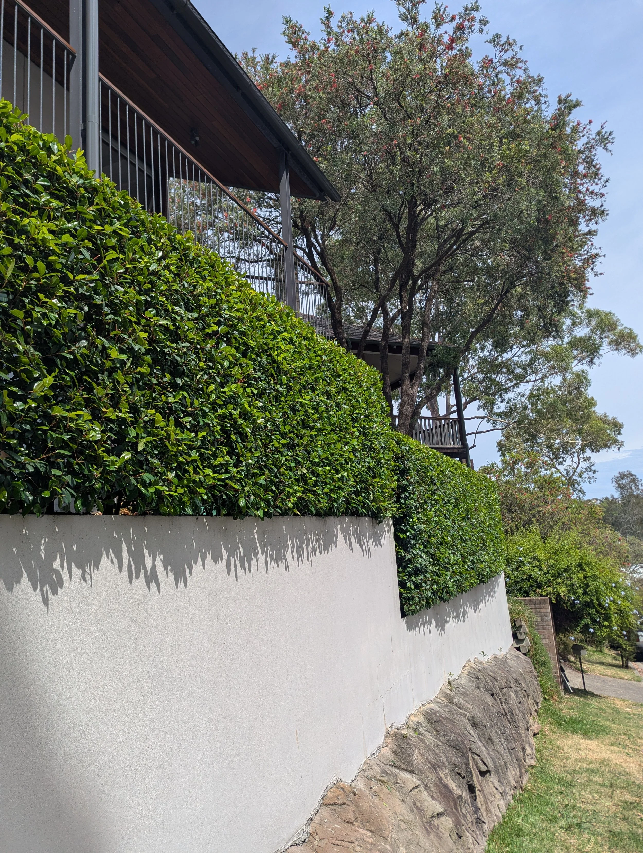A white retaining wall with lush green hedge on top, a rocky slope below, and a house with a balcony and trees in the background under a blue sky.