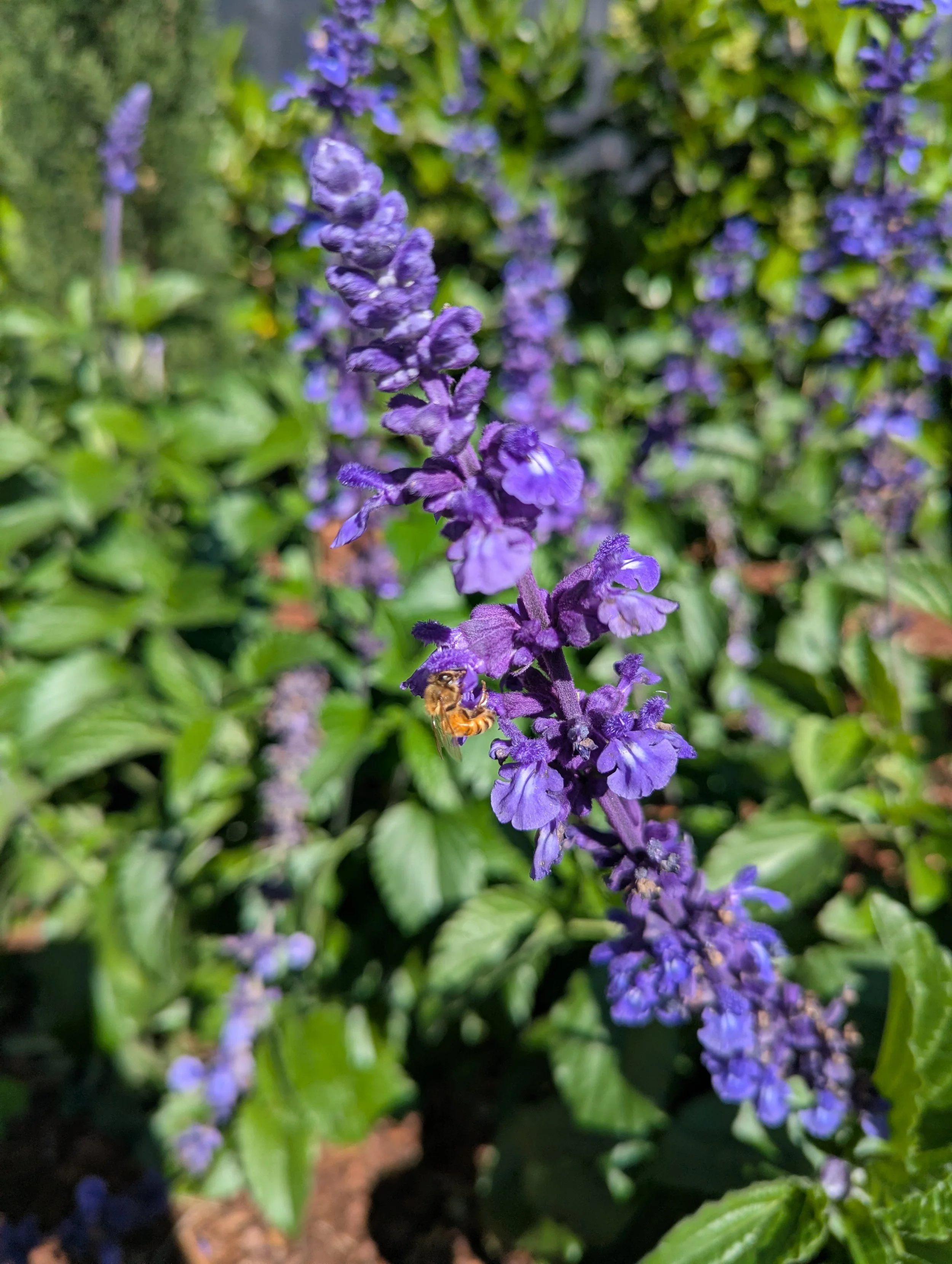 Close-up of purple lavender flowers with green leaves and a bee collecting nectar.
