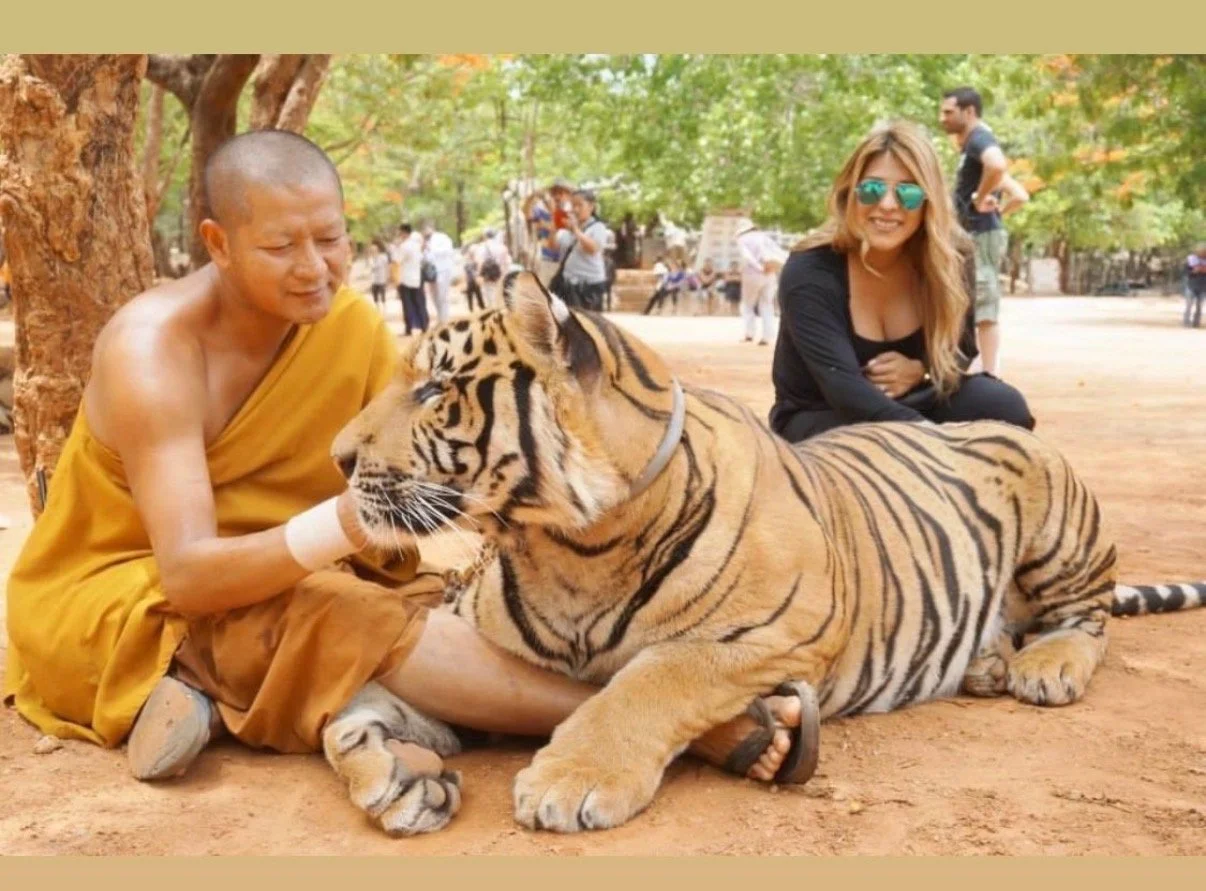 A monk, a woman, and a tiger in a park. The monk and woman are enjoying time with the tiger, which is lying down.