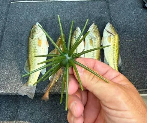Hand holding a green fishing lure beside four small fish.