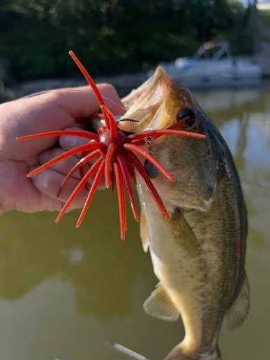 Angler holding a fish caught with a red crawfish-style lure.