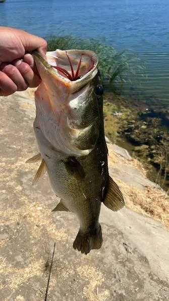 Angler holding a large bass beside the water.