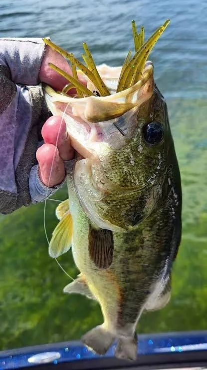 Angler holding a largemouth bass caught with a fishing lure.