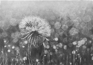 Close-up of a dandelion seed head with a blurred background.
