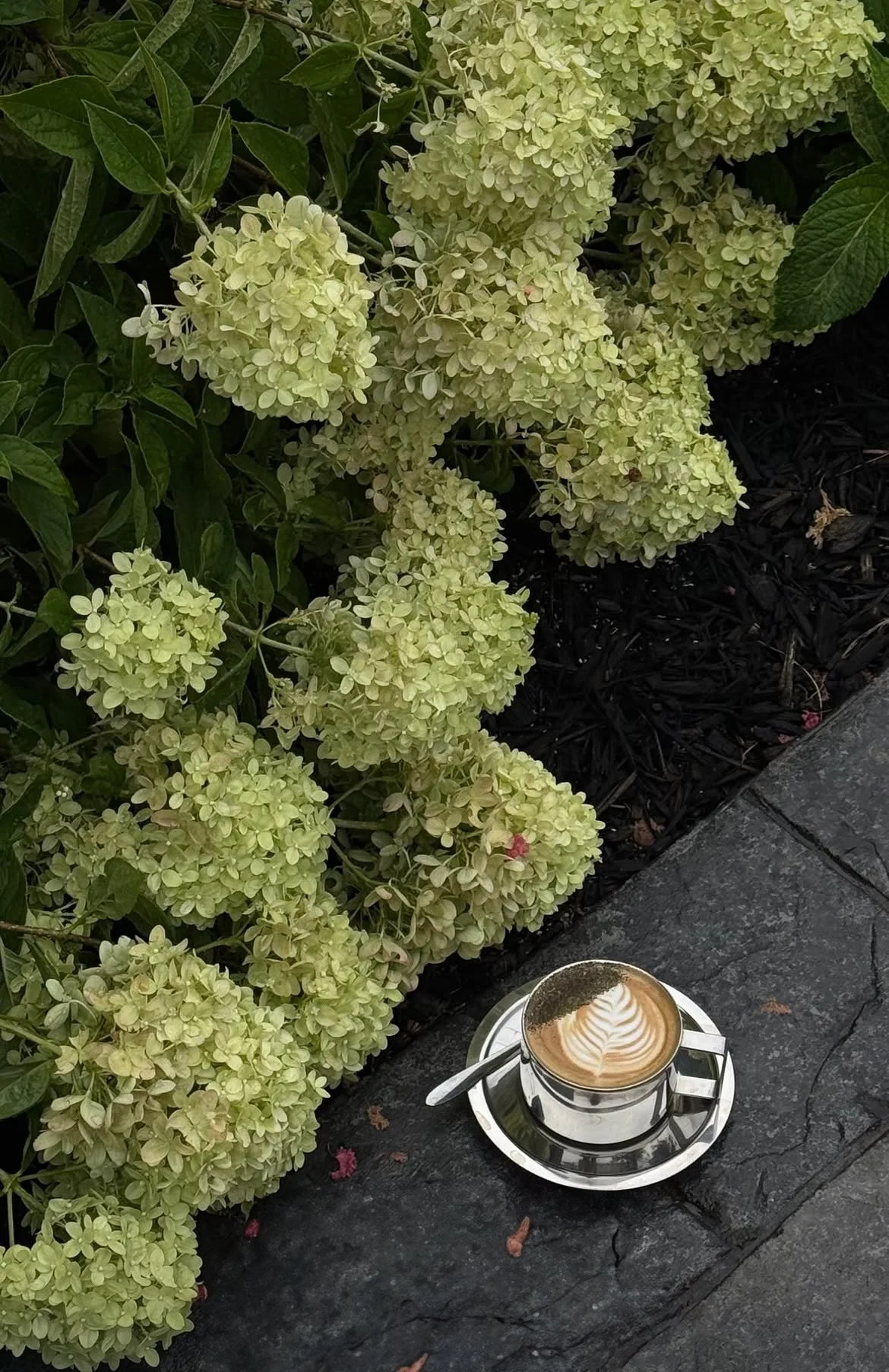 A cup of coffee with latte art on top, placed on a silver tray on a dark stone surface, with blooming light green hydrangea flowers and green foliage in the background.