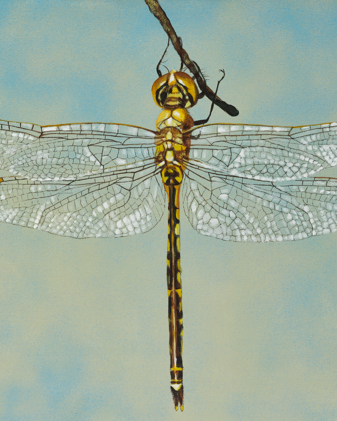 Golden Dragonfly (2).png