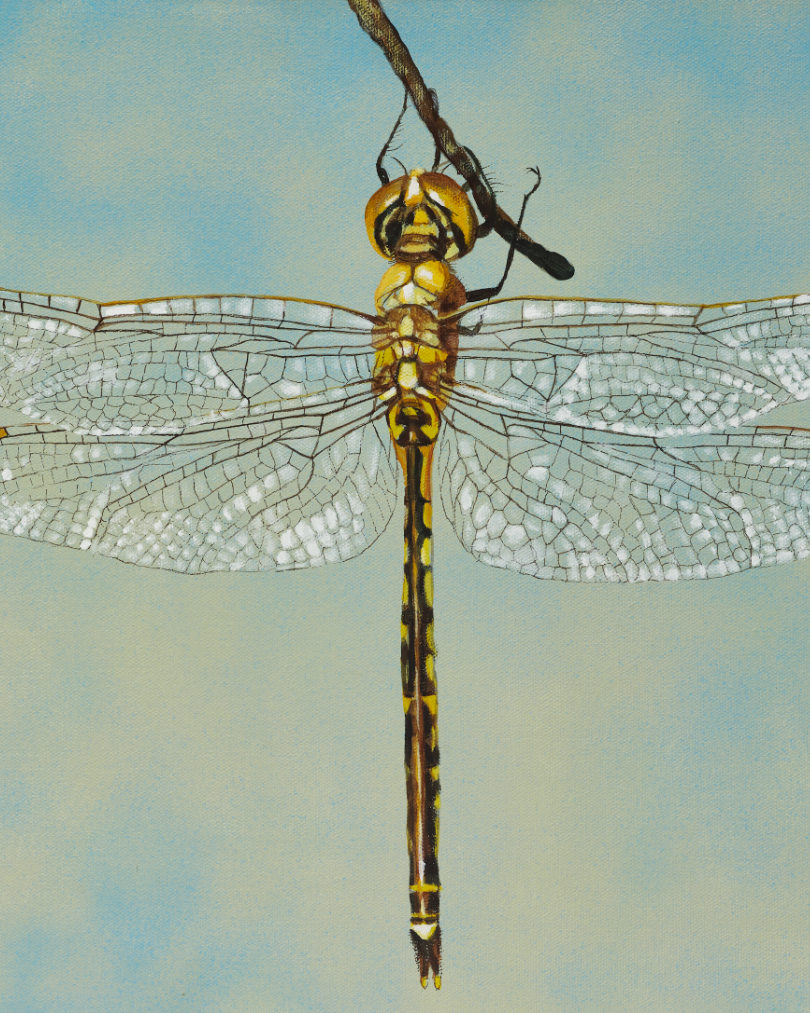 Golden Dragonfly (2).png