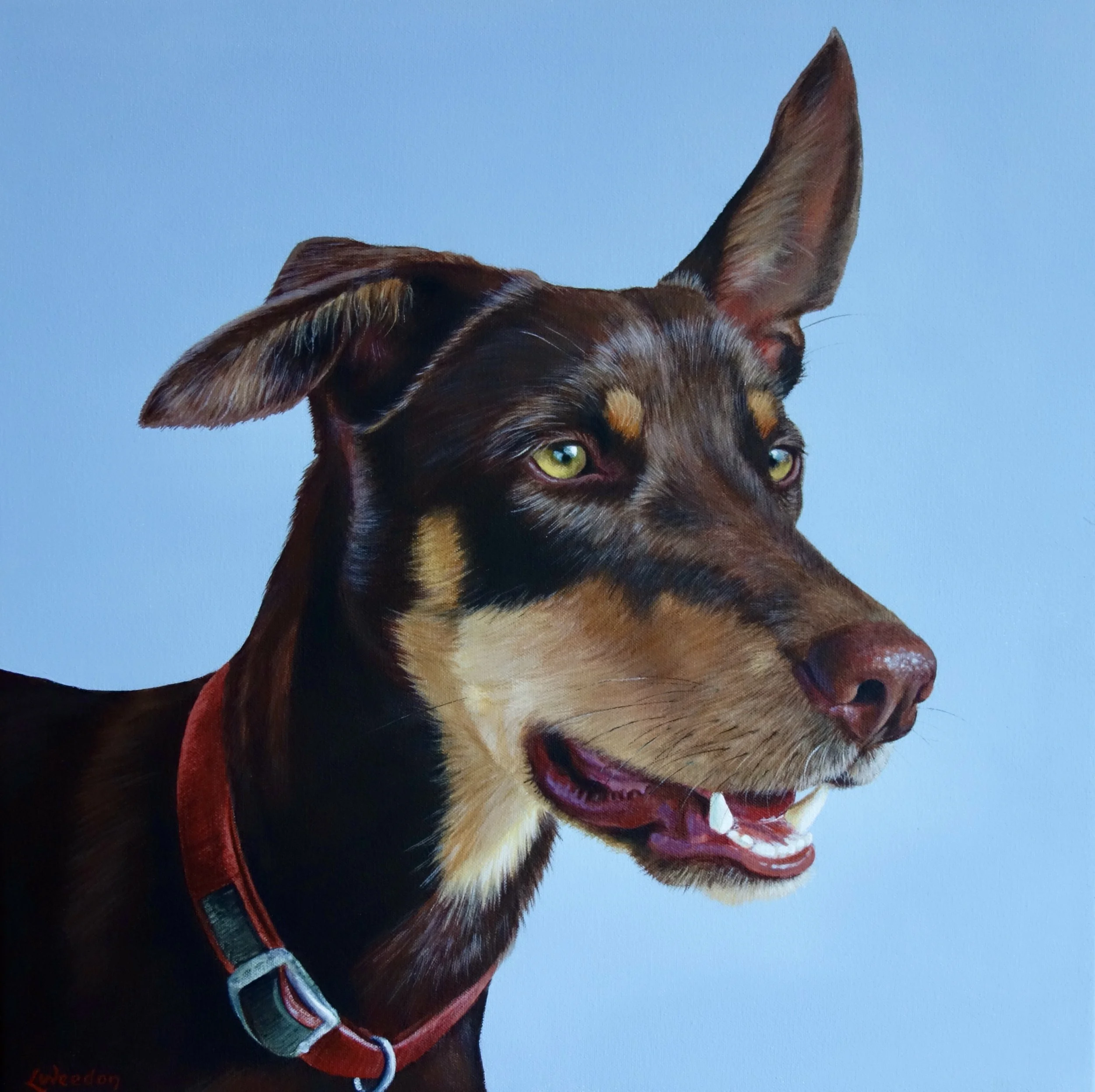 Close-up of a dog with yellow-green eyes, brown and black fur, wearing a red collar, against a blue background. One Ear up