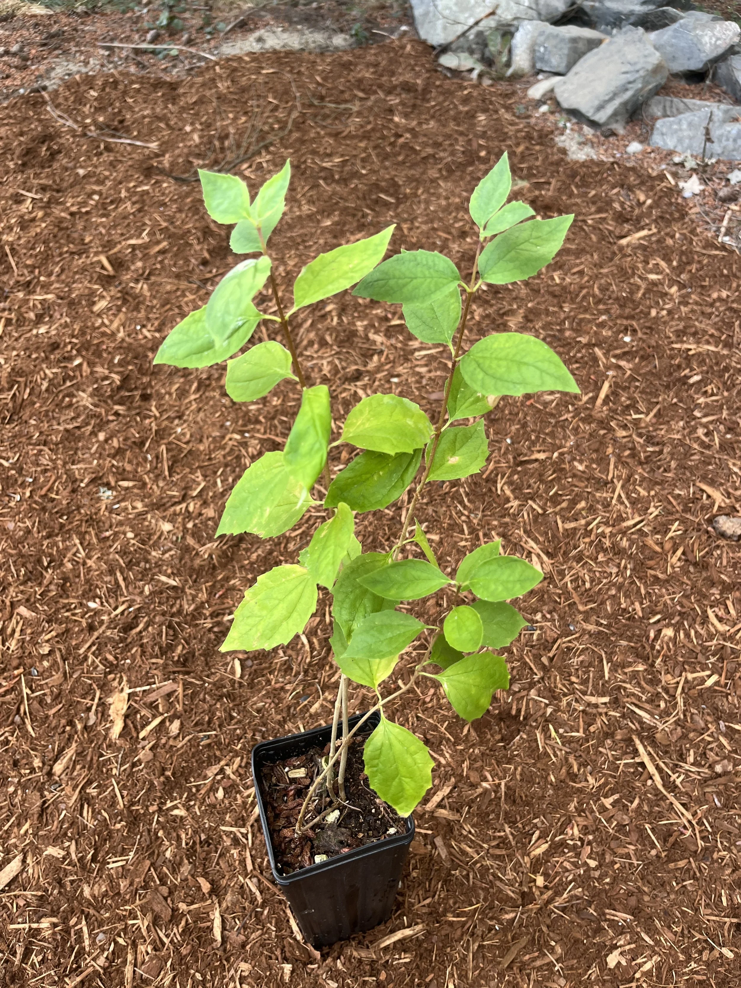 Mock Orange