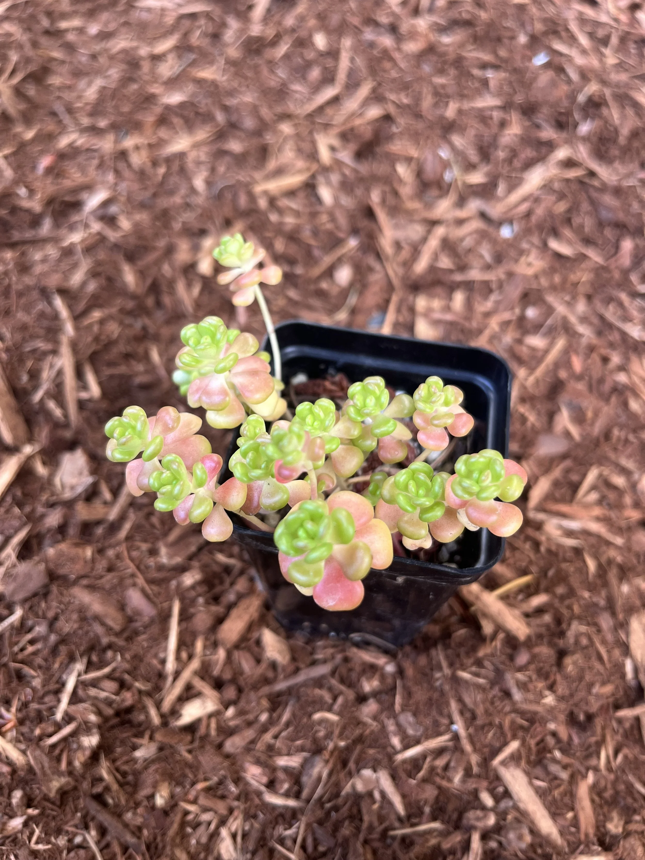 Oregon Stonecrop