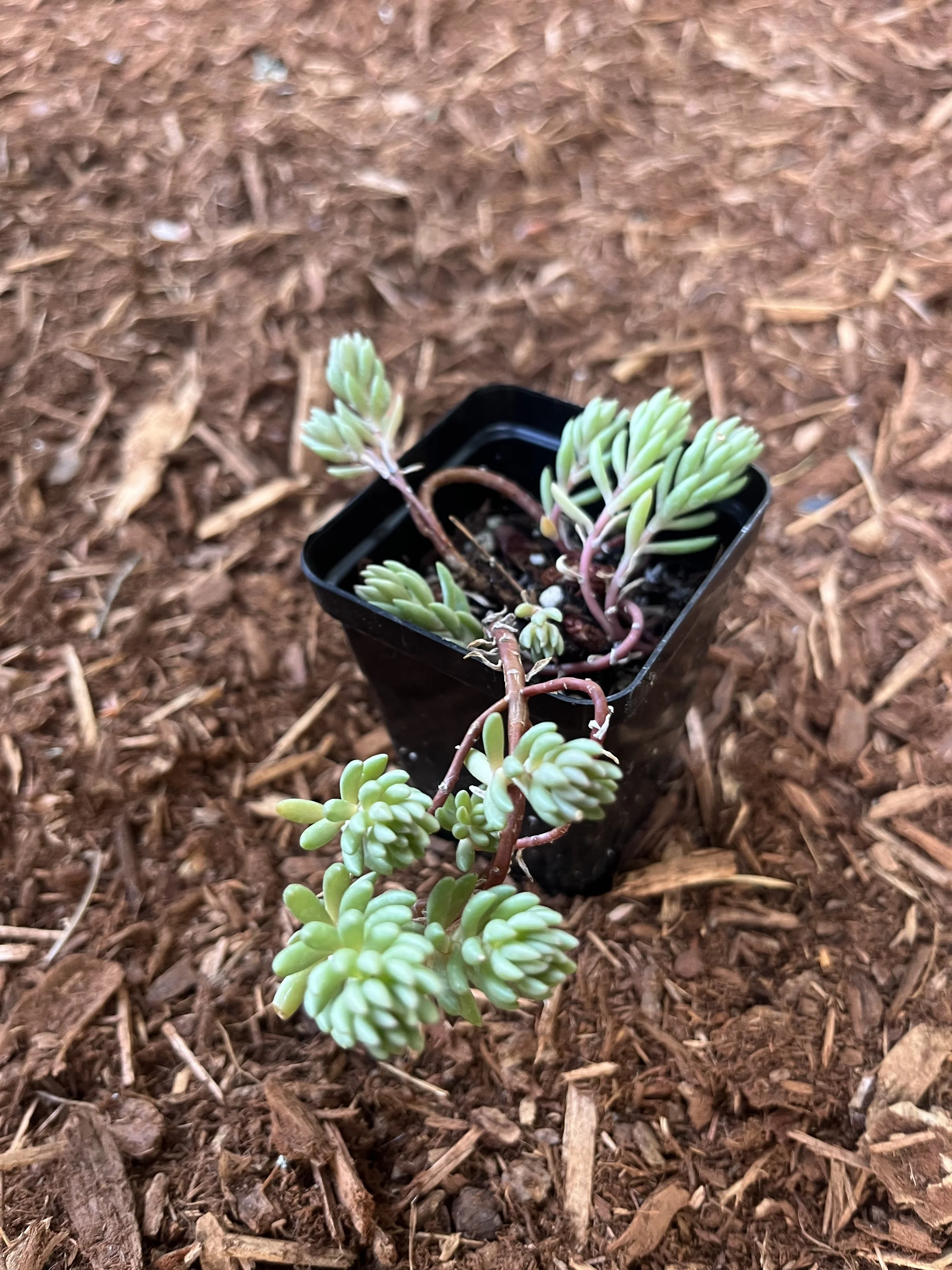 Lance-leaved stonecrop