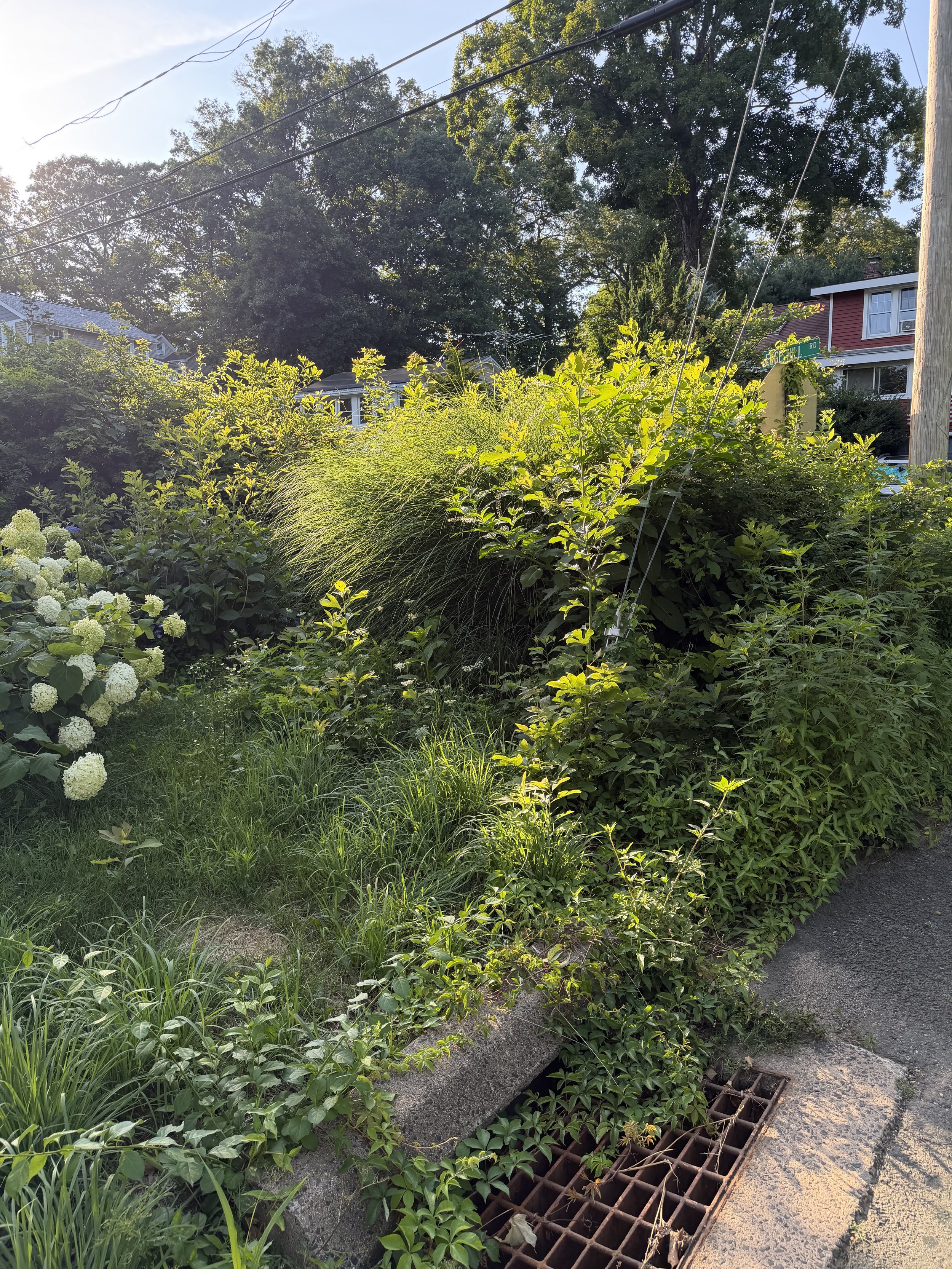 IMG_0443.jpeg