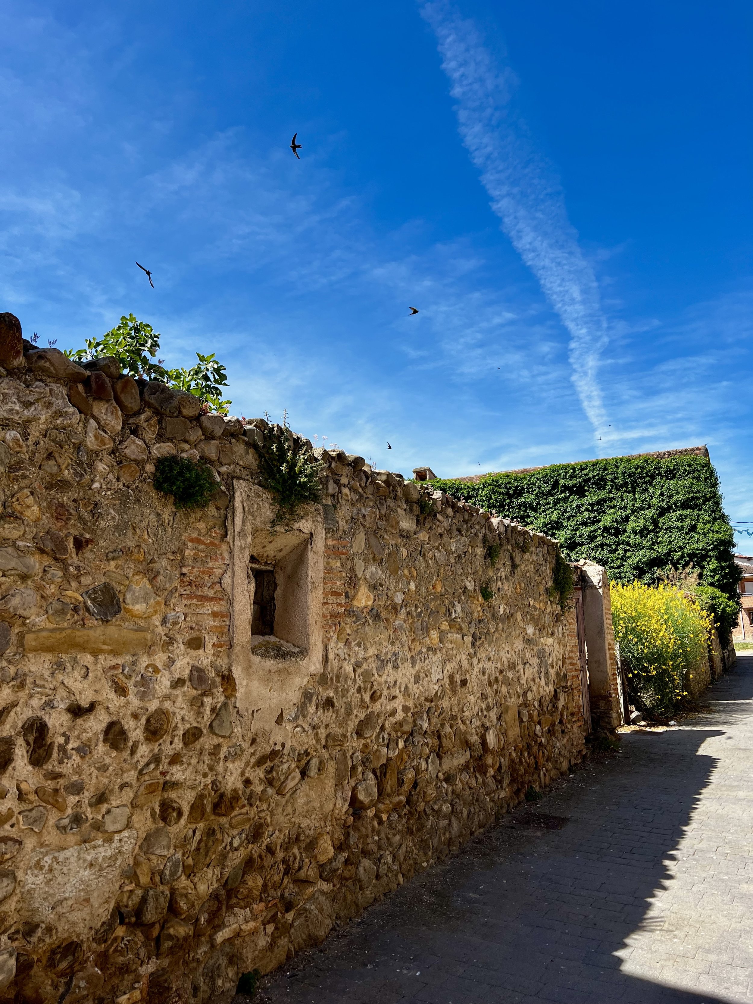 Stone wall with small window, overgrown green and yellow plants, cobblestone street, and clear blue sky with flying birds.