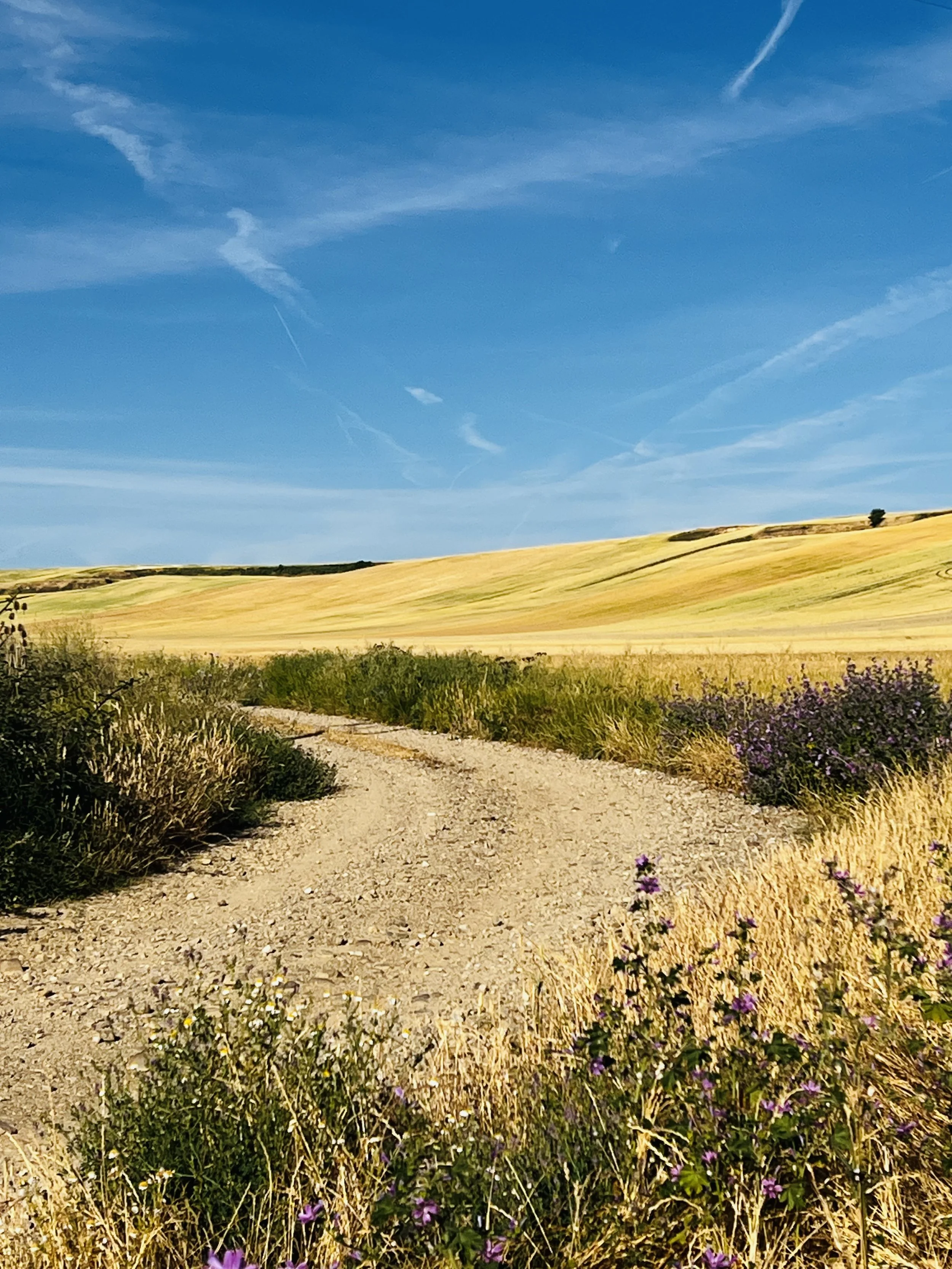 A dirt path through a field of tall grass with purple wildflowers, leading toward rolling hills under a blue sky with wispy clouds.