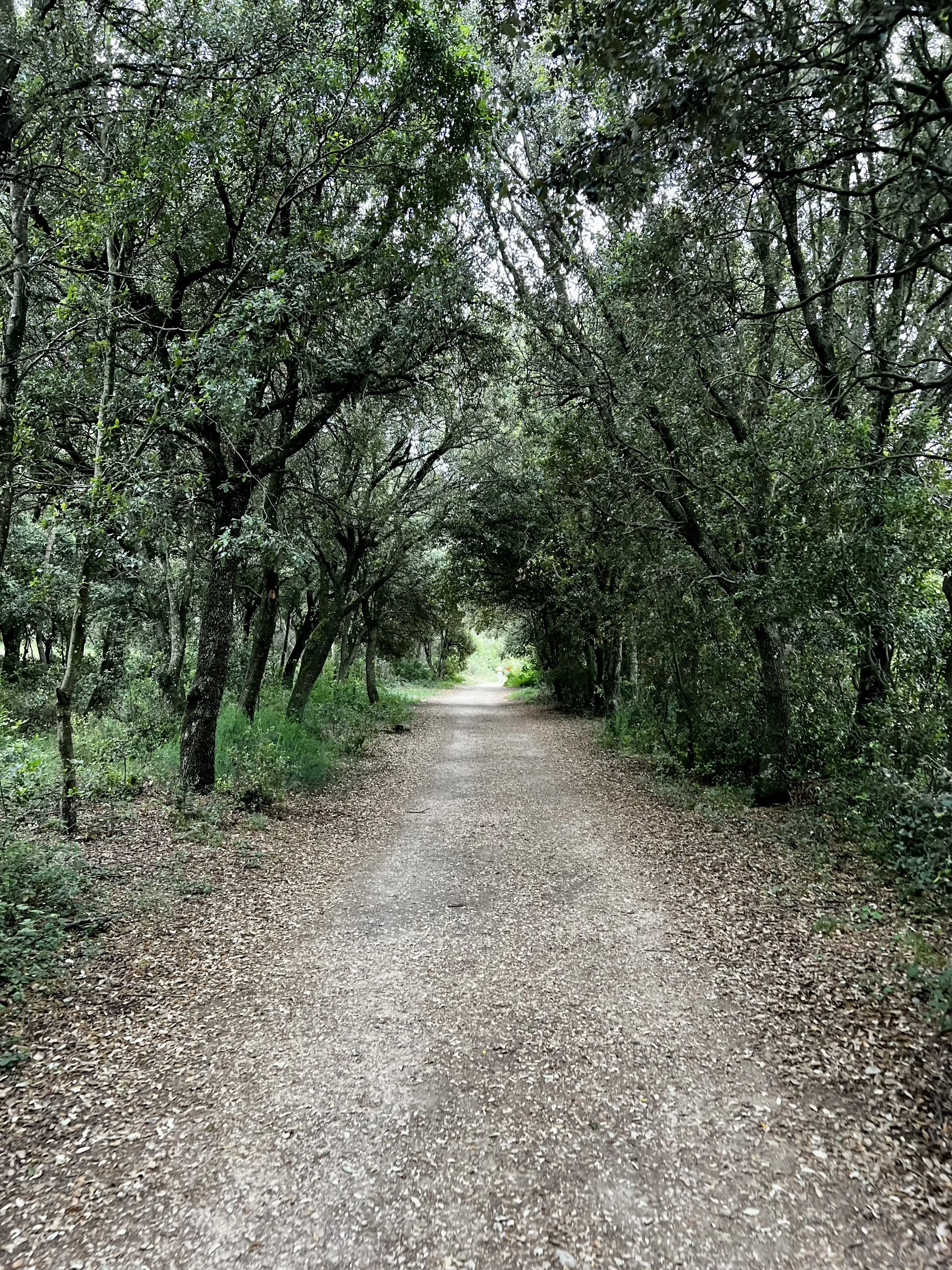 A dirt pathway running through a wooded area with dense green trees overhanging, creating a natural archway.