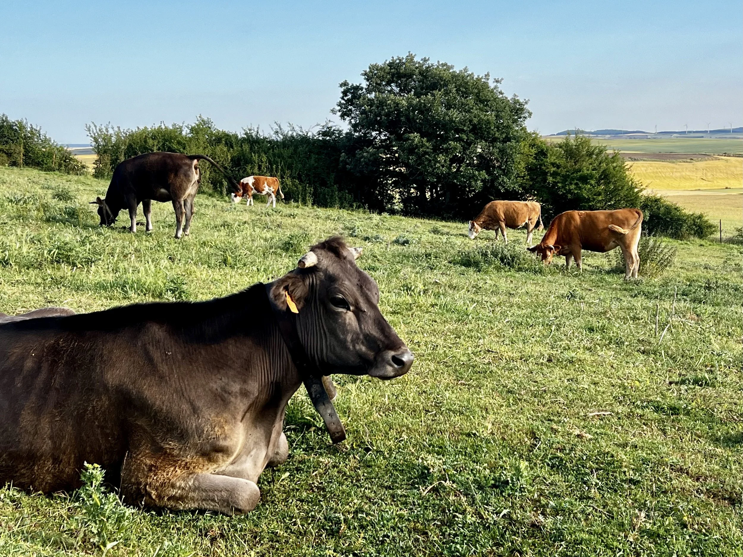 Cows grazing on a lush green hillside with trees and farmland in the background on a clear day.