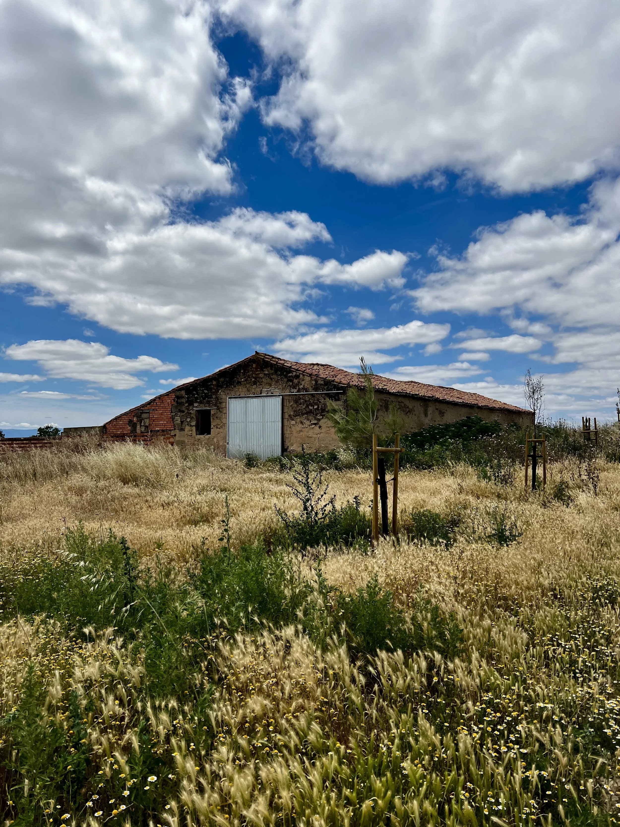 A rural scene with a rustic stone building with a red-tiled roof surrounded by tall, dry grass and green plants, with a partly cloudy blue sky overhead.