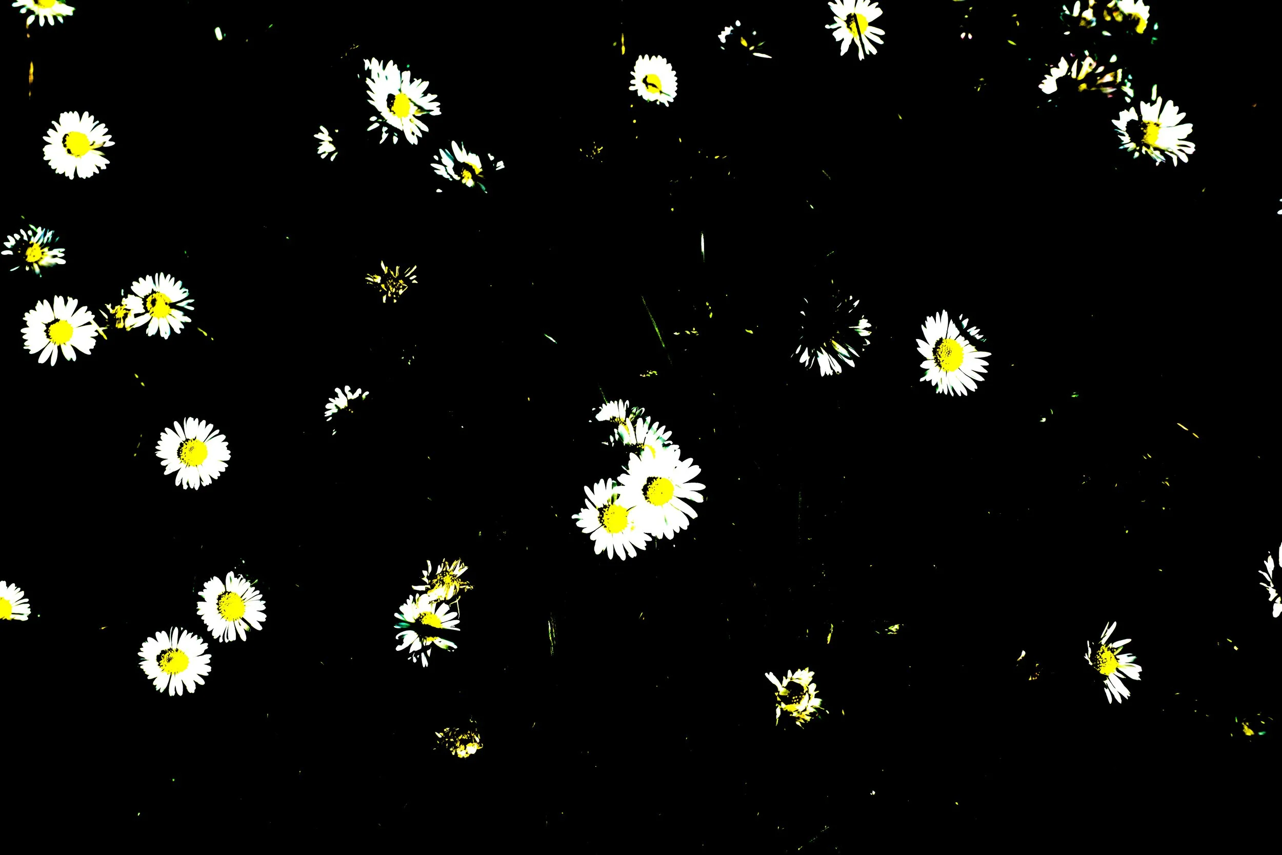 DSC00292.jpg