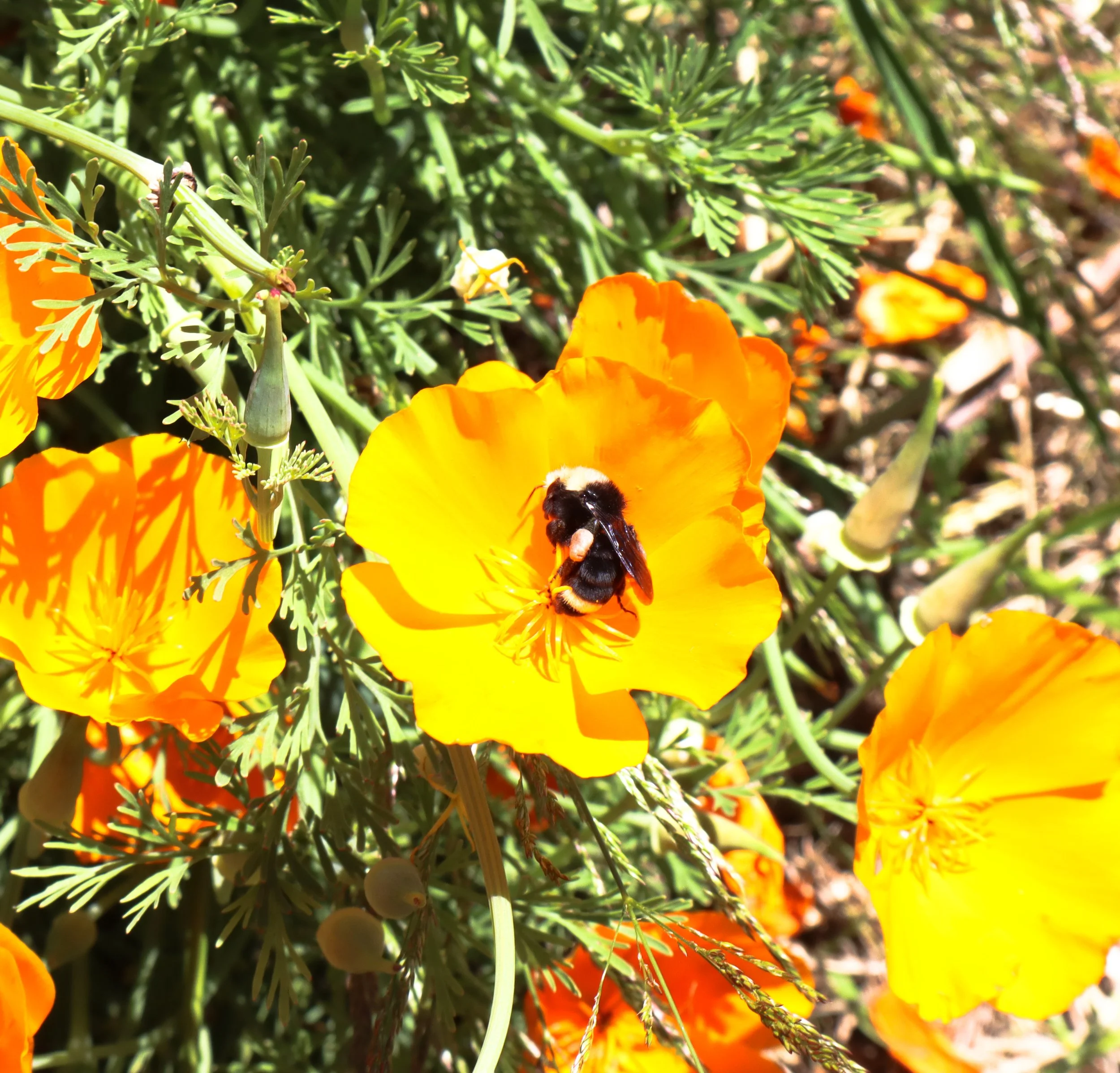 IMG_1554.jpg
