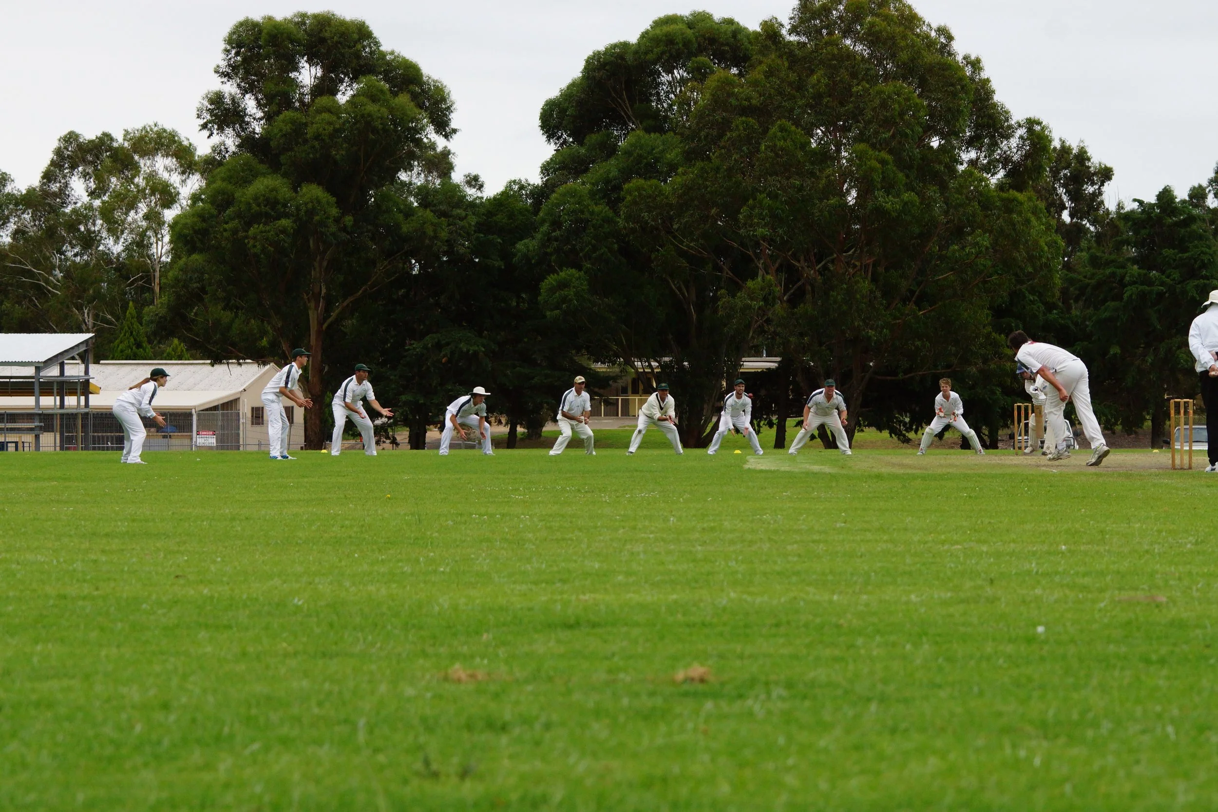 Cricket players in white uniforms practicing on a grassy field with large green trees in the background.
