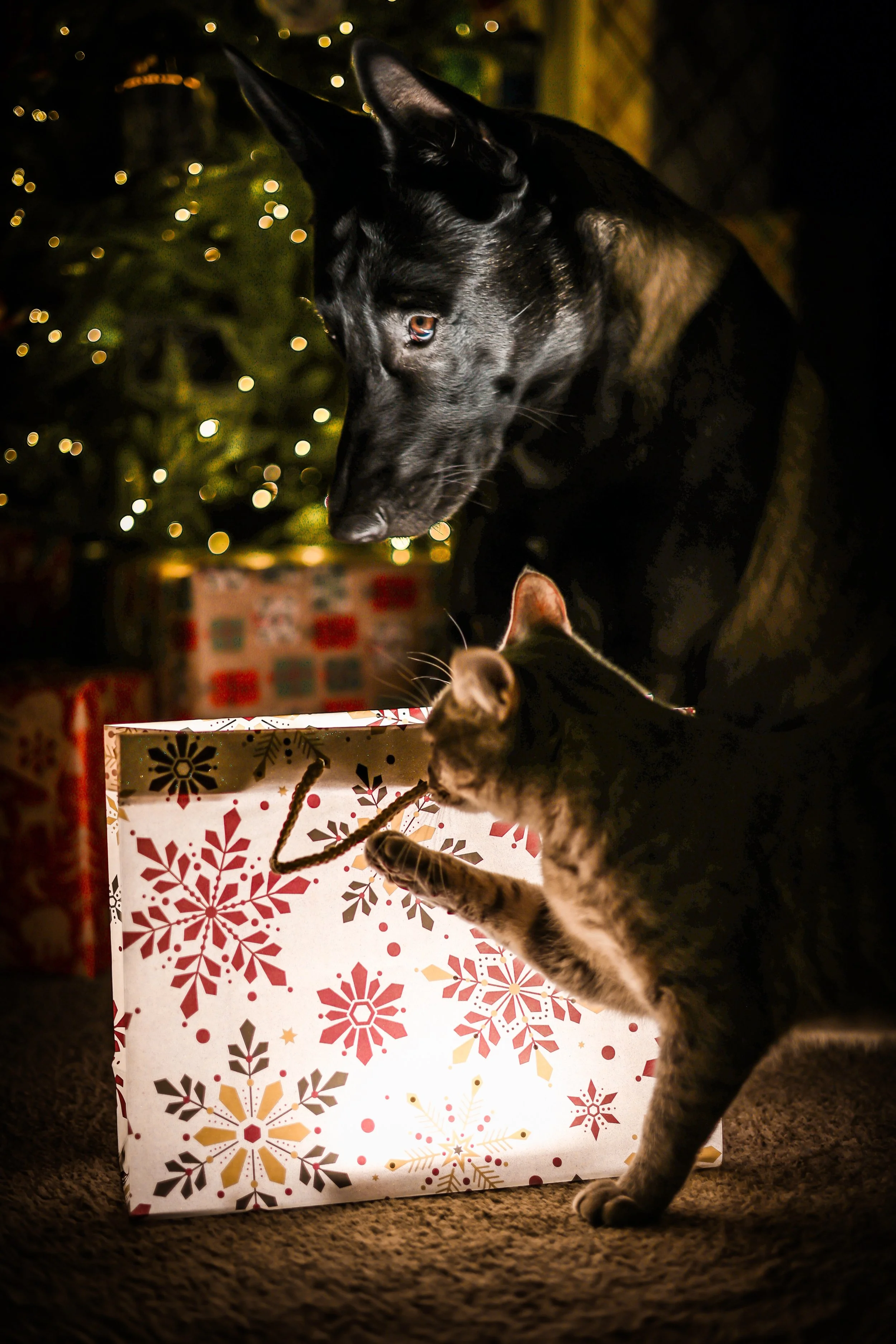 Christmas Card Special