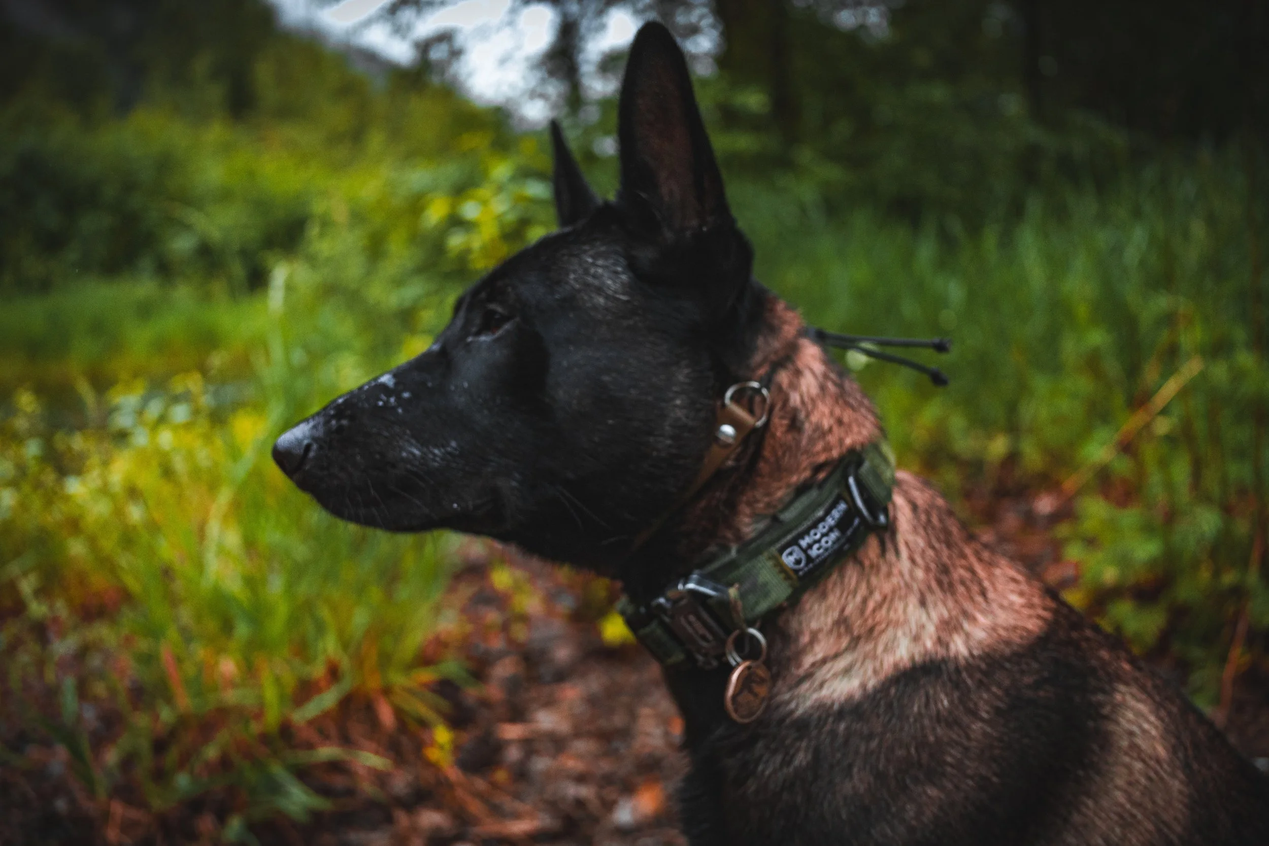 Pet Photoshoot