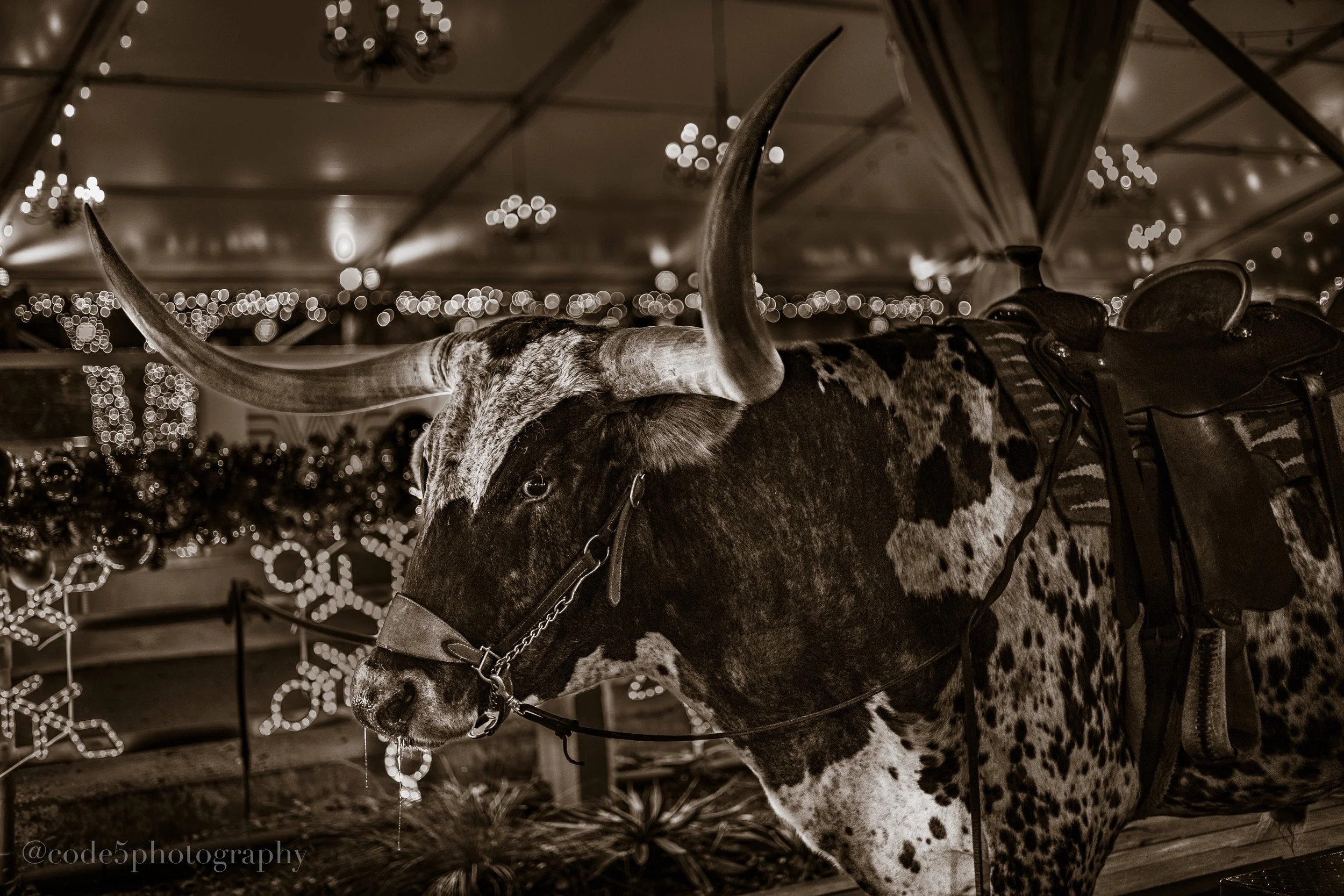 A black and white photograph of a horse with long, curved horns and a saddle, standing inside a decorated building with chandeliers and string lights.
