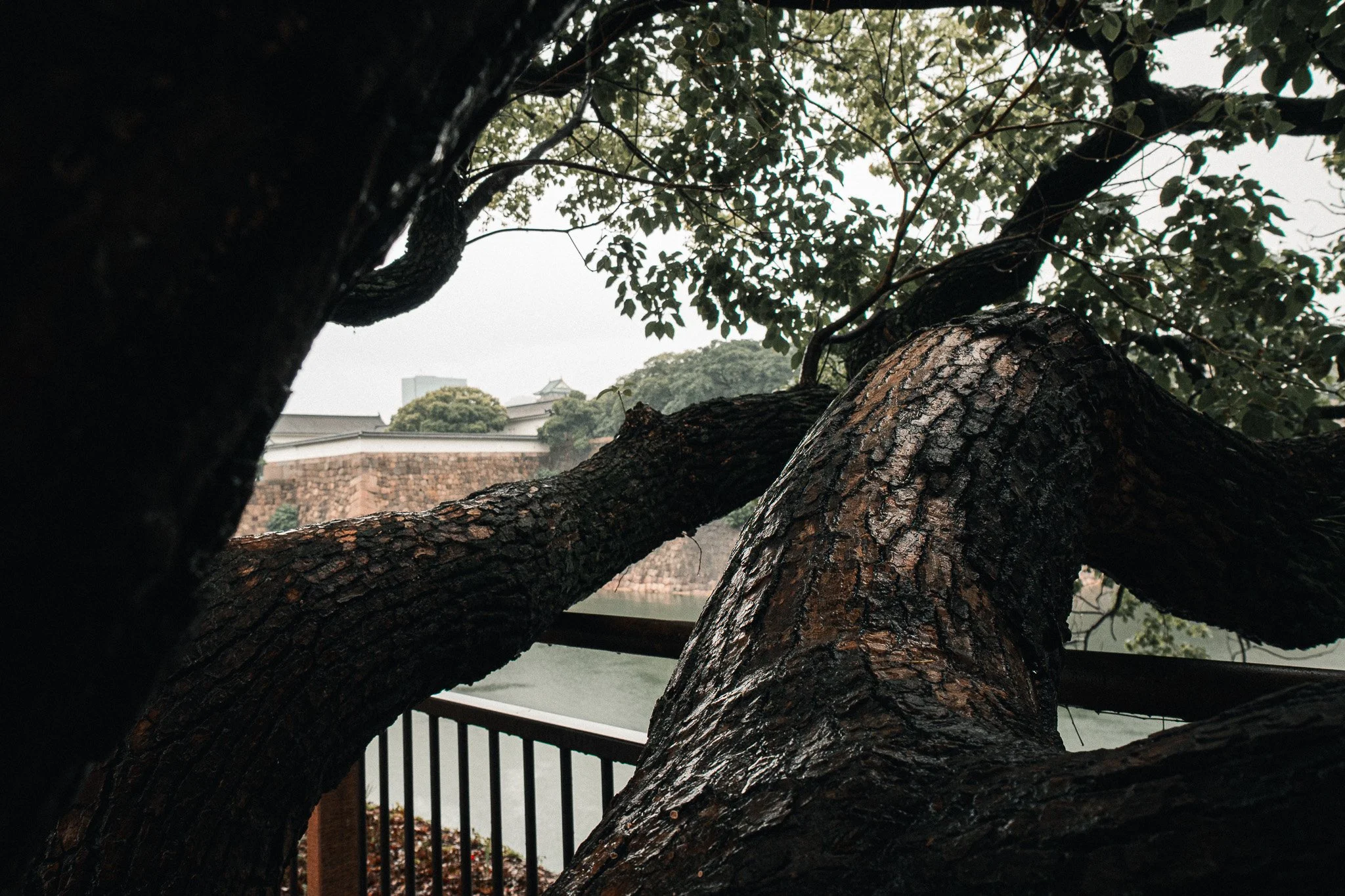 View Through The Bark