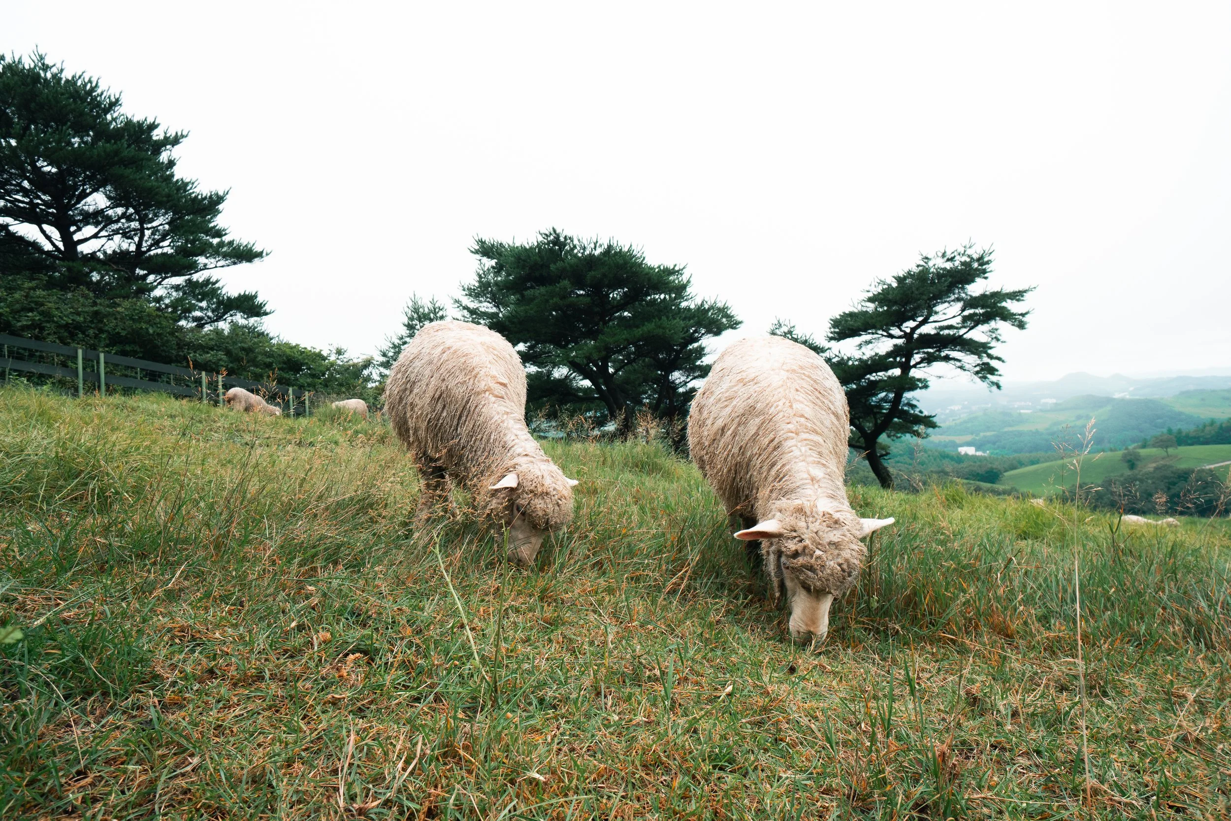 Grazing