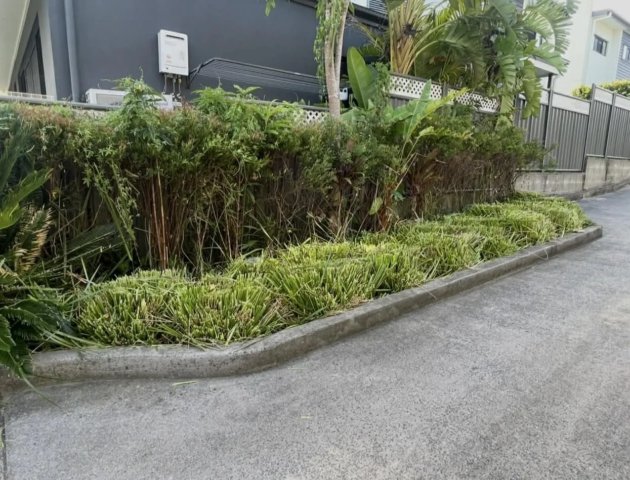 A landscaped sidewalk with a concrete border, filled with various green plants and bushes, in front of a blue wall and residential buildings.
