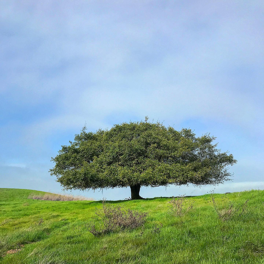 oak tree on hillside