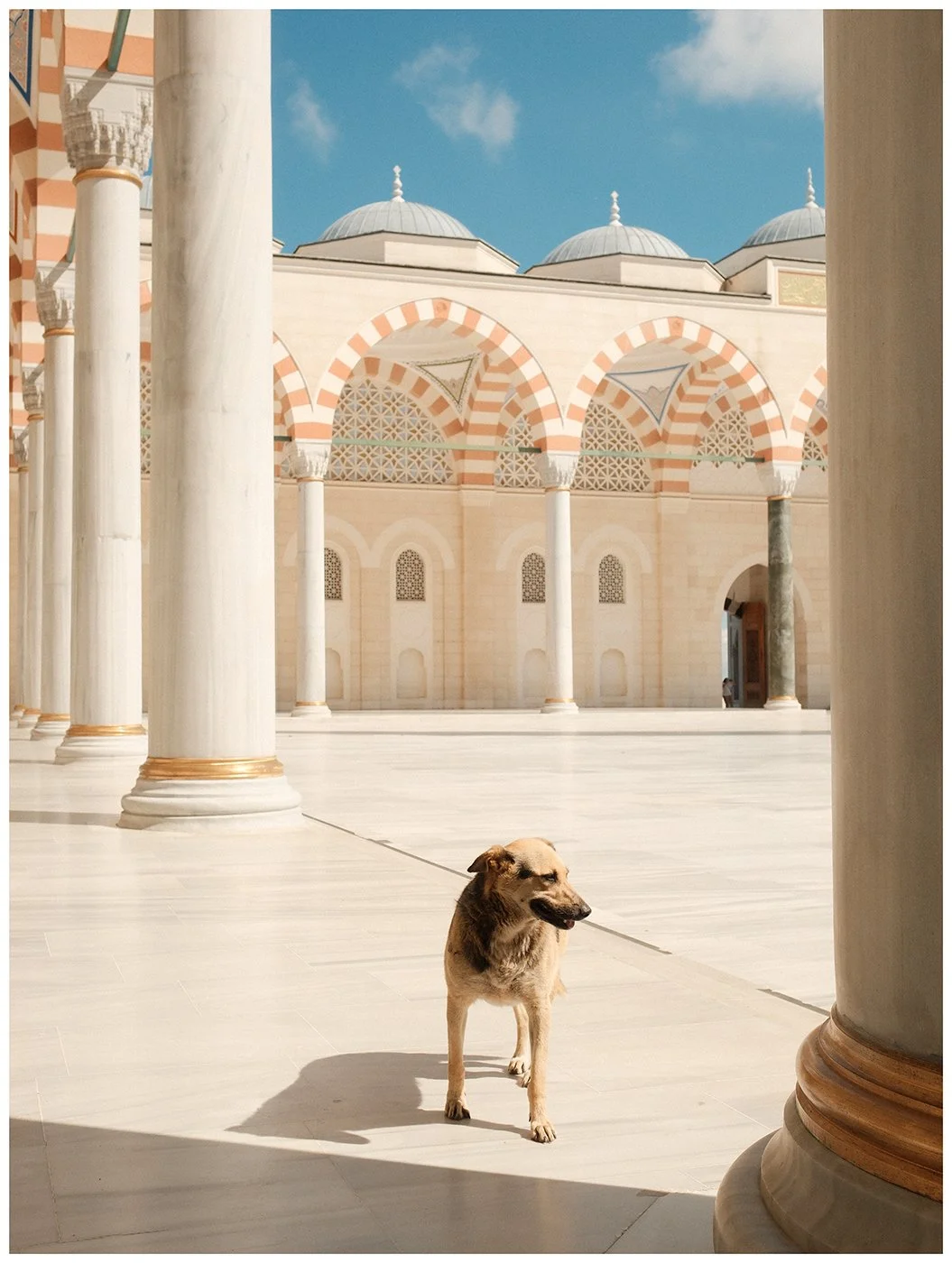 Dog standing in a sunlit mosque courtyard surrounded by white columns and striped arches in Istanbul, Türkiye.