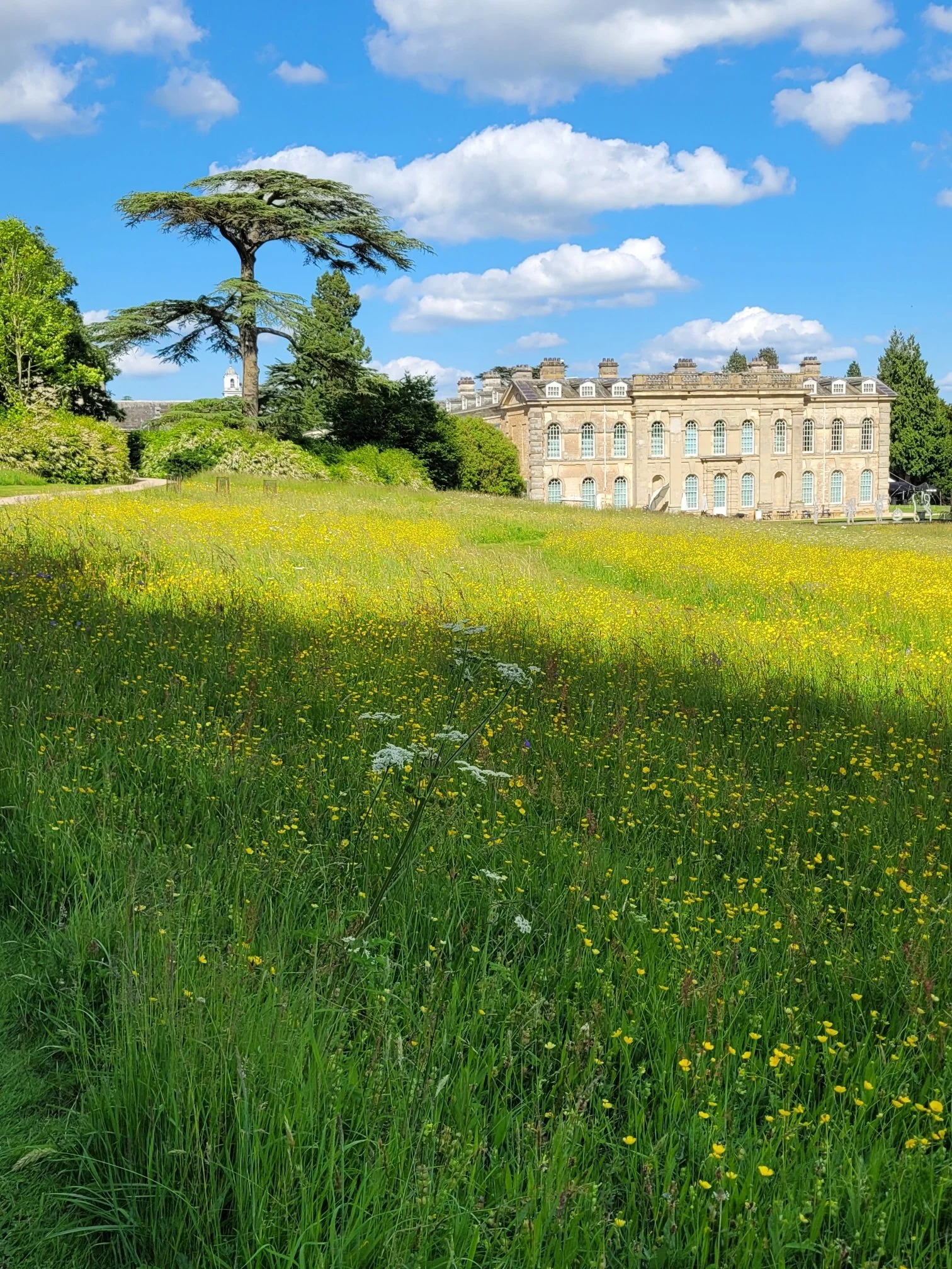 A lush green field filled with yellow and white wildflowers, with a large tree and a historic stone building in the background under a bright blue sky with scattered white clouds.