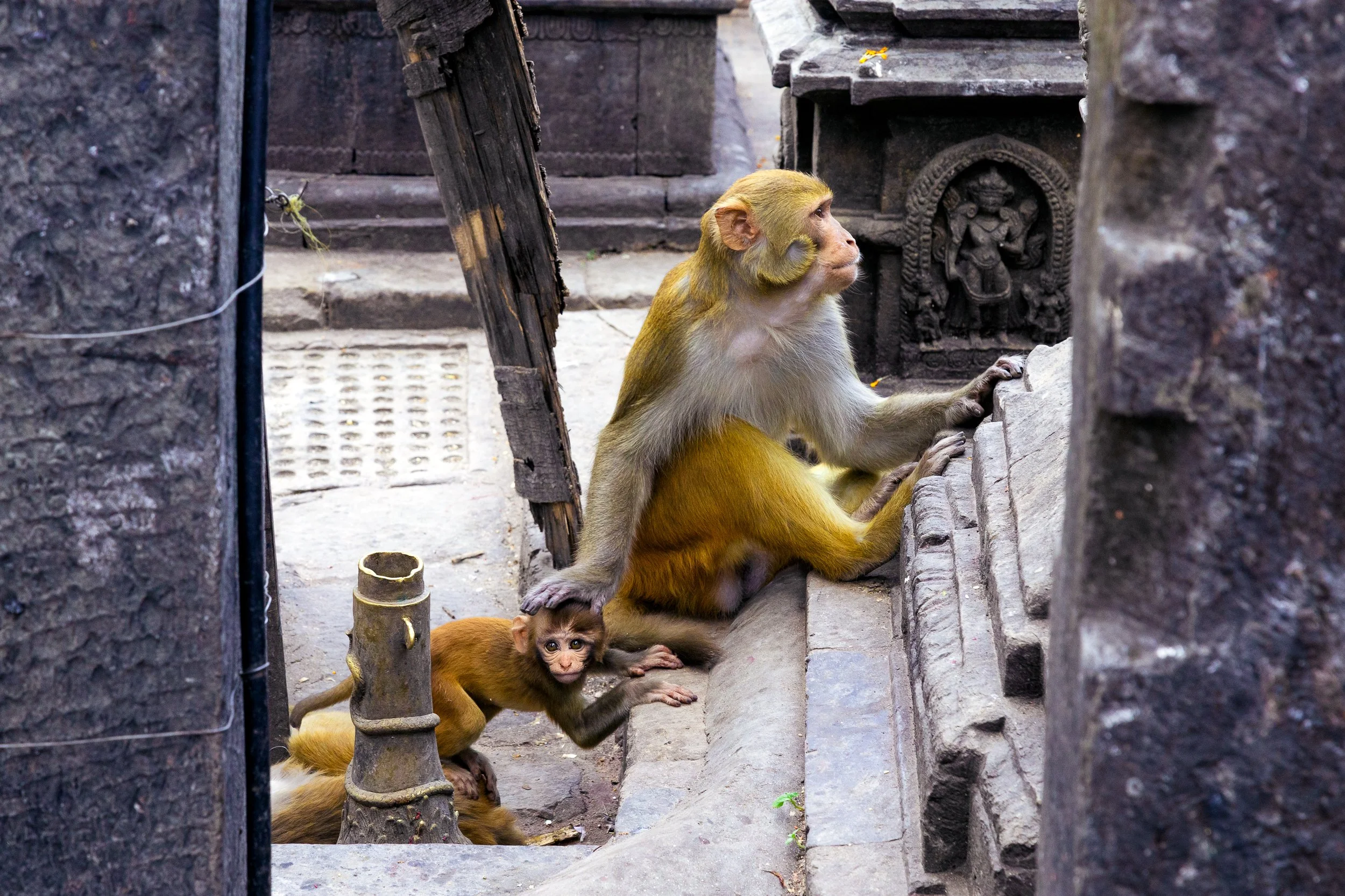 The infant hasn't learned yet to fear the lens. She has. — Kathmandu, 2025.