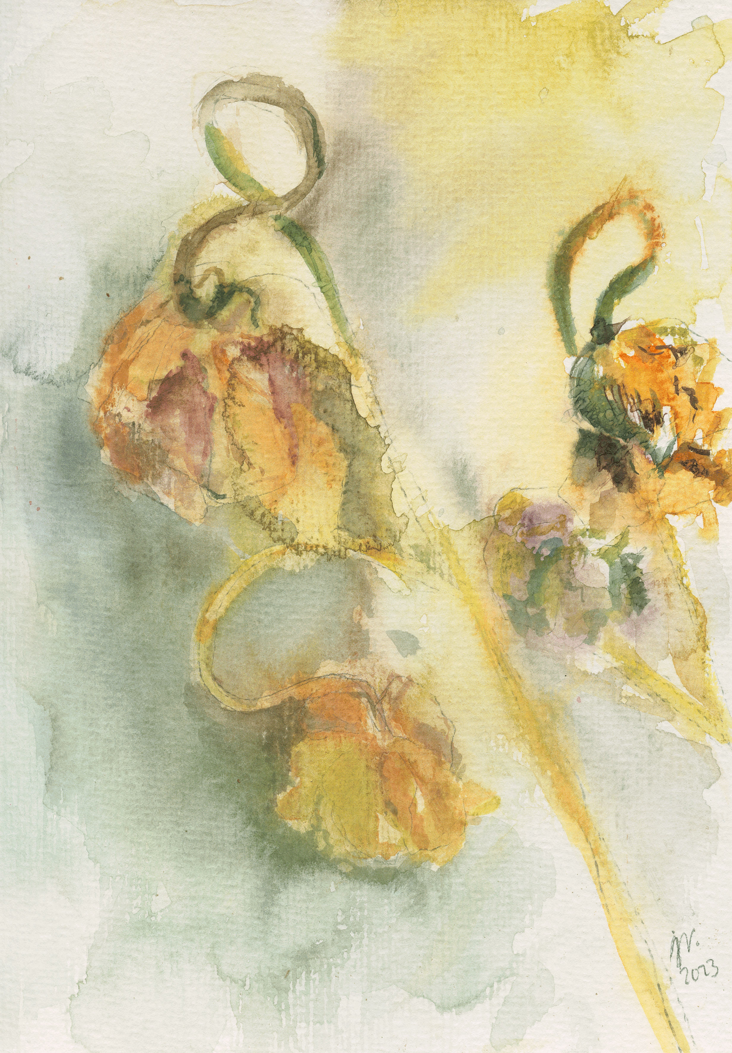 blume.jpg
