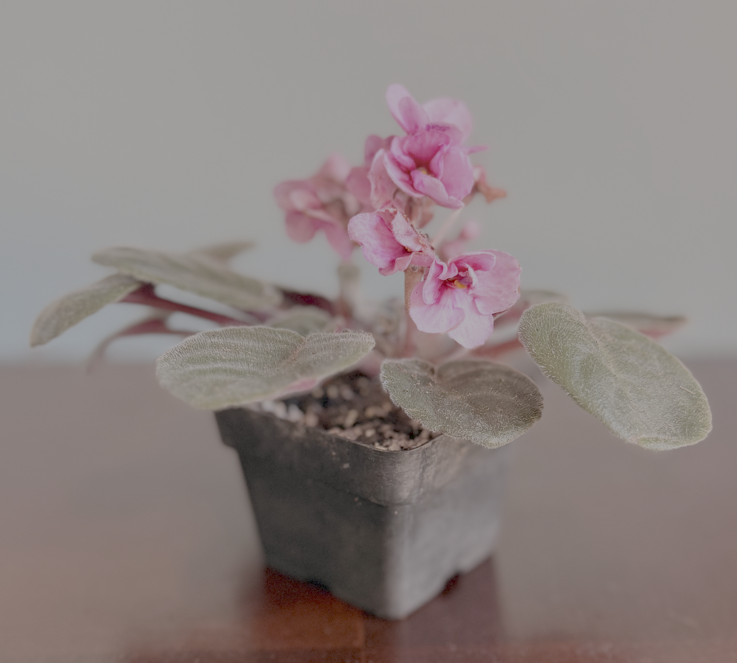 Pink African Violet – 3" Pot