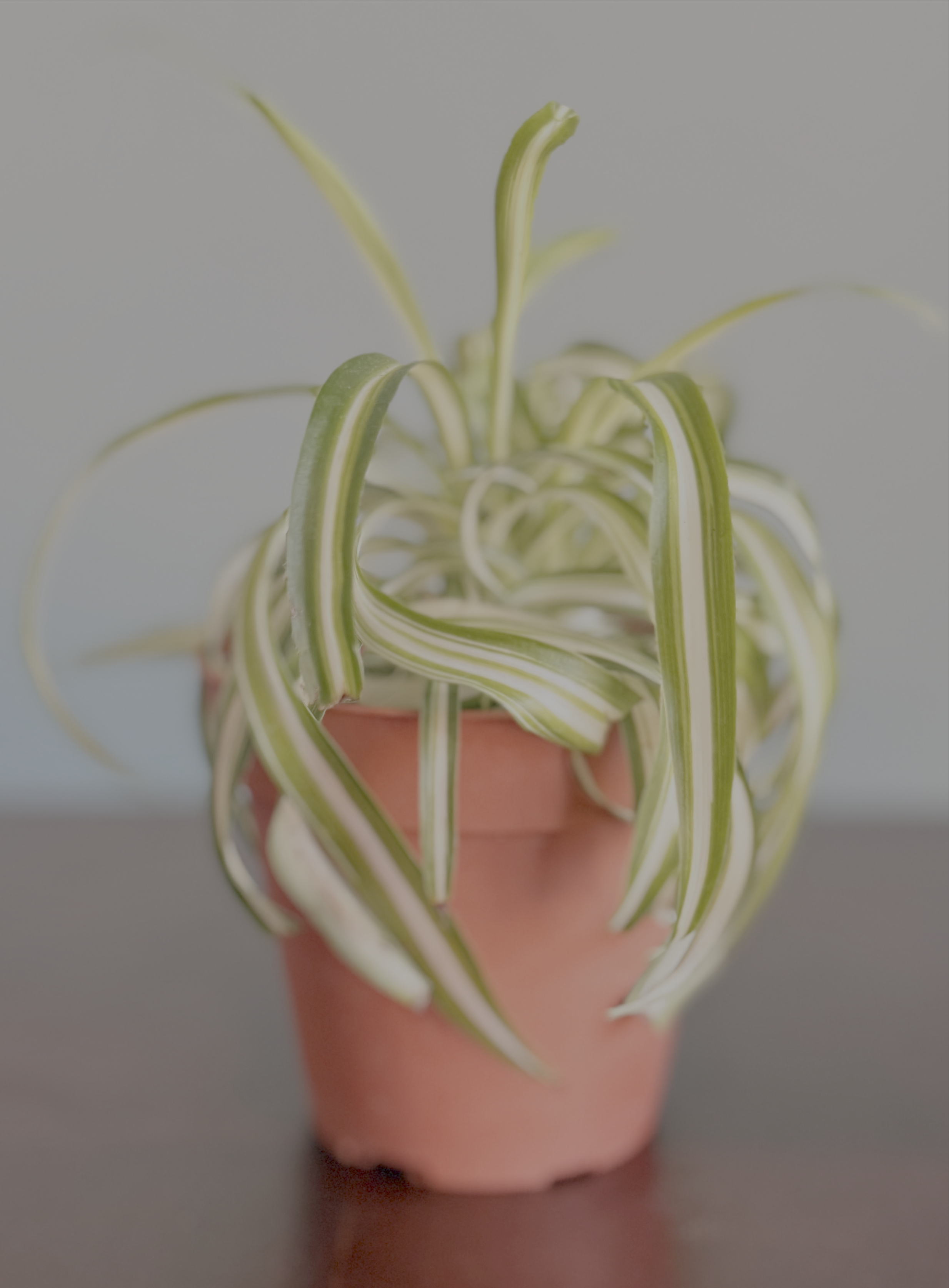 Bonnie Spider Plant — 4-Inch Pot