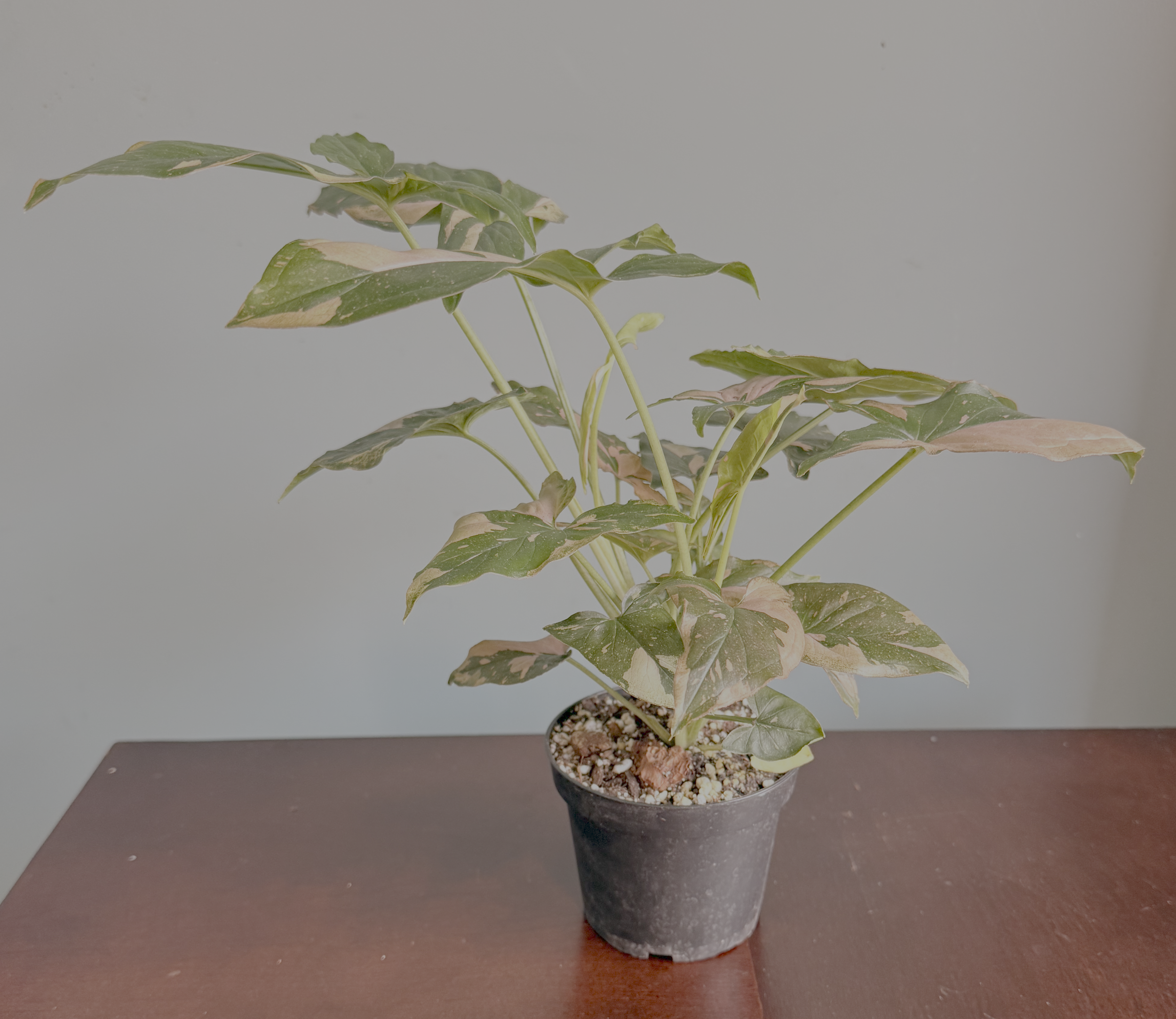 Pink Splash Syngonium — 4-Inch Pot