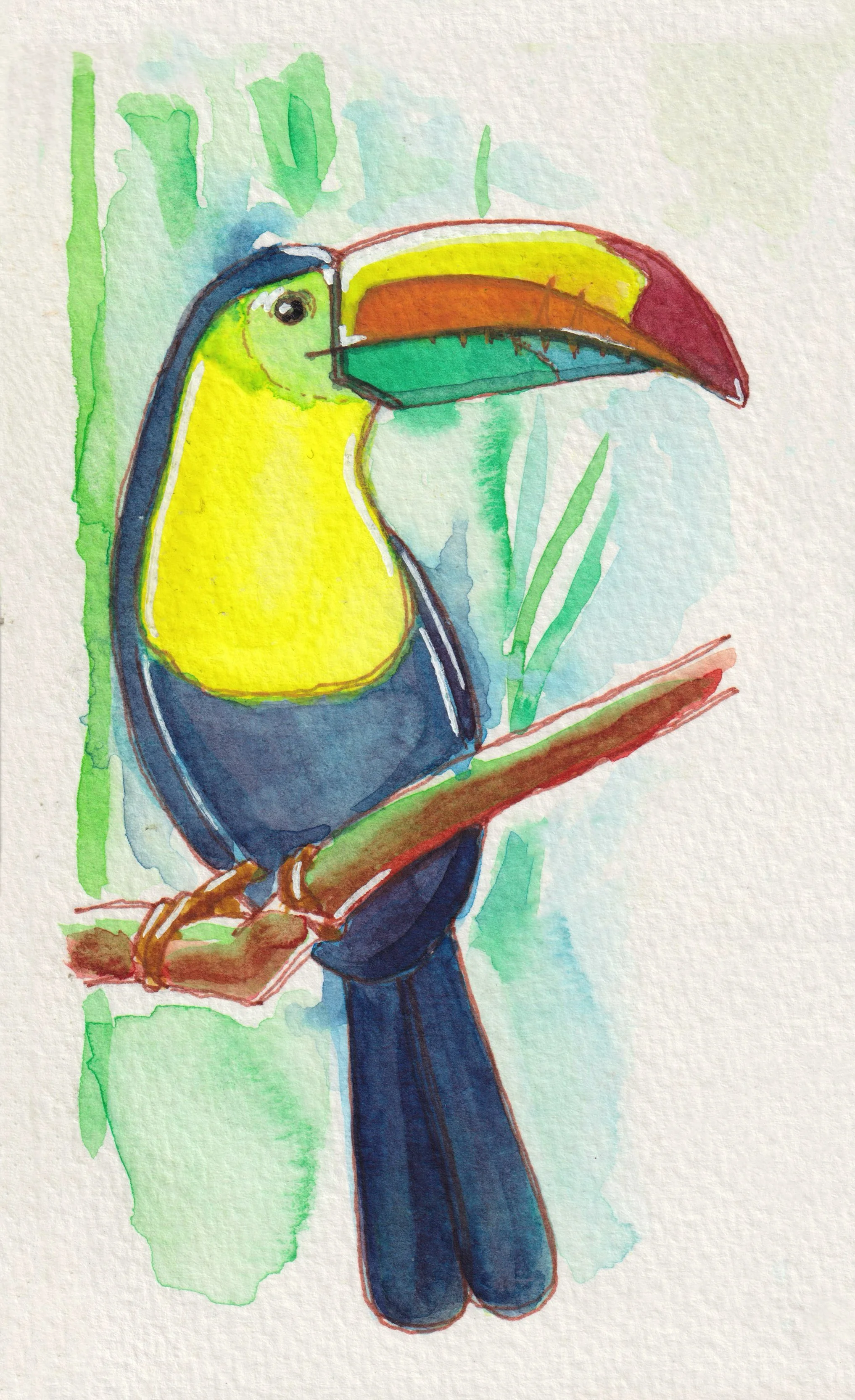 Toucan, Panama