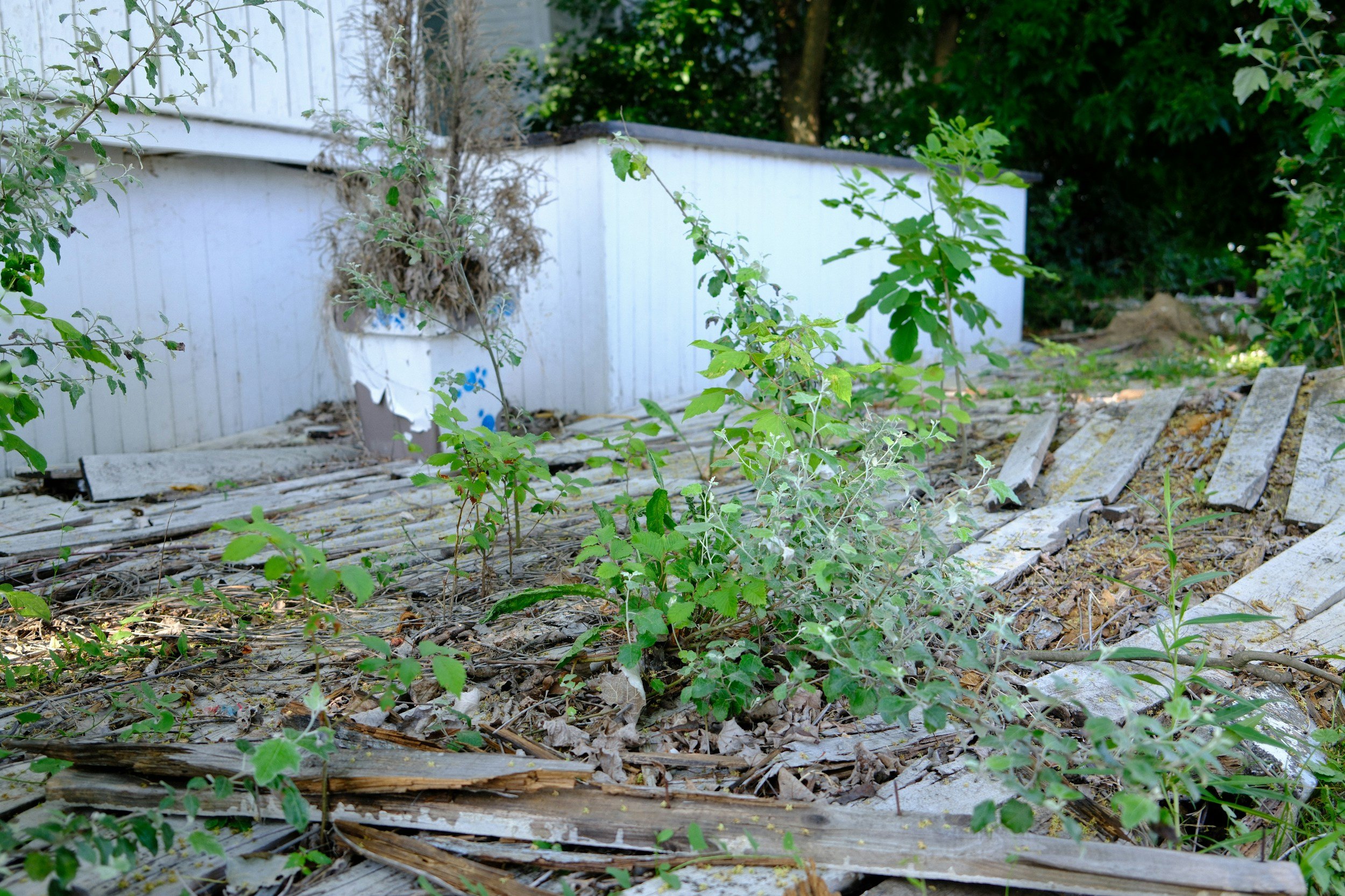 overgrown garden