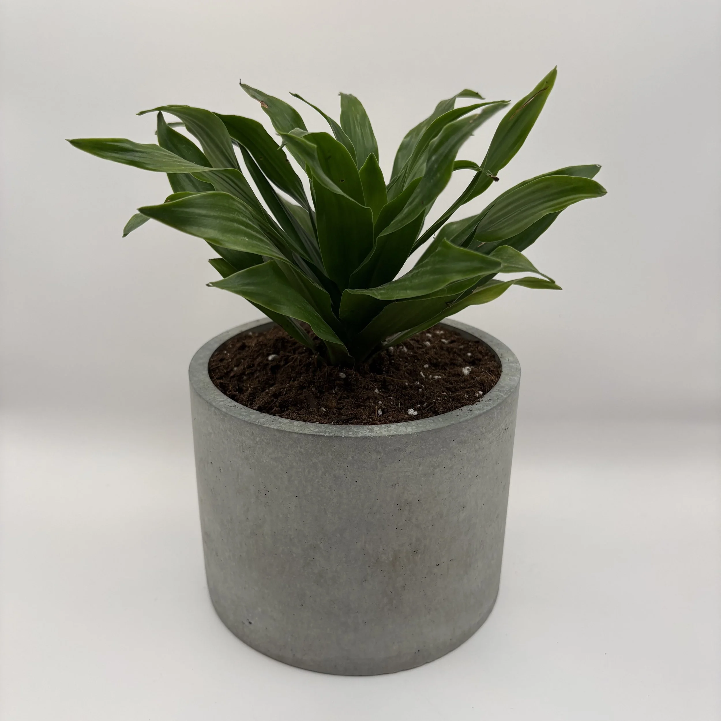 6" Concrete Planter