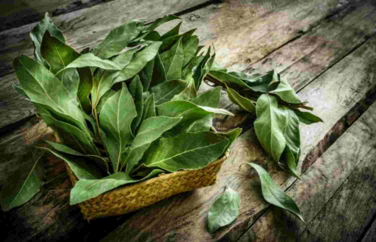 Bay Laurel Essential Oil