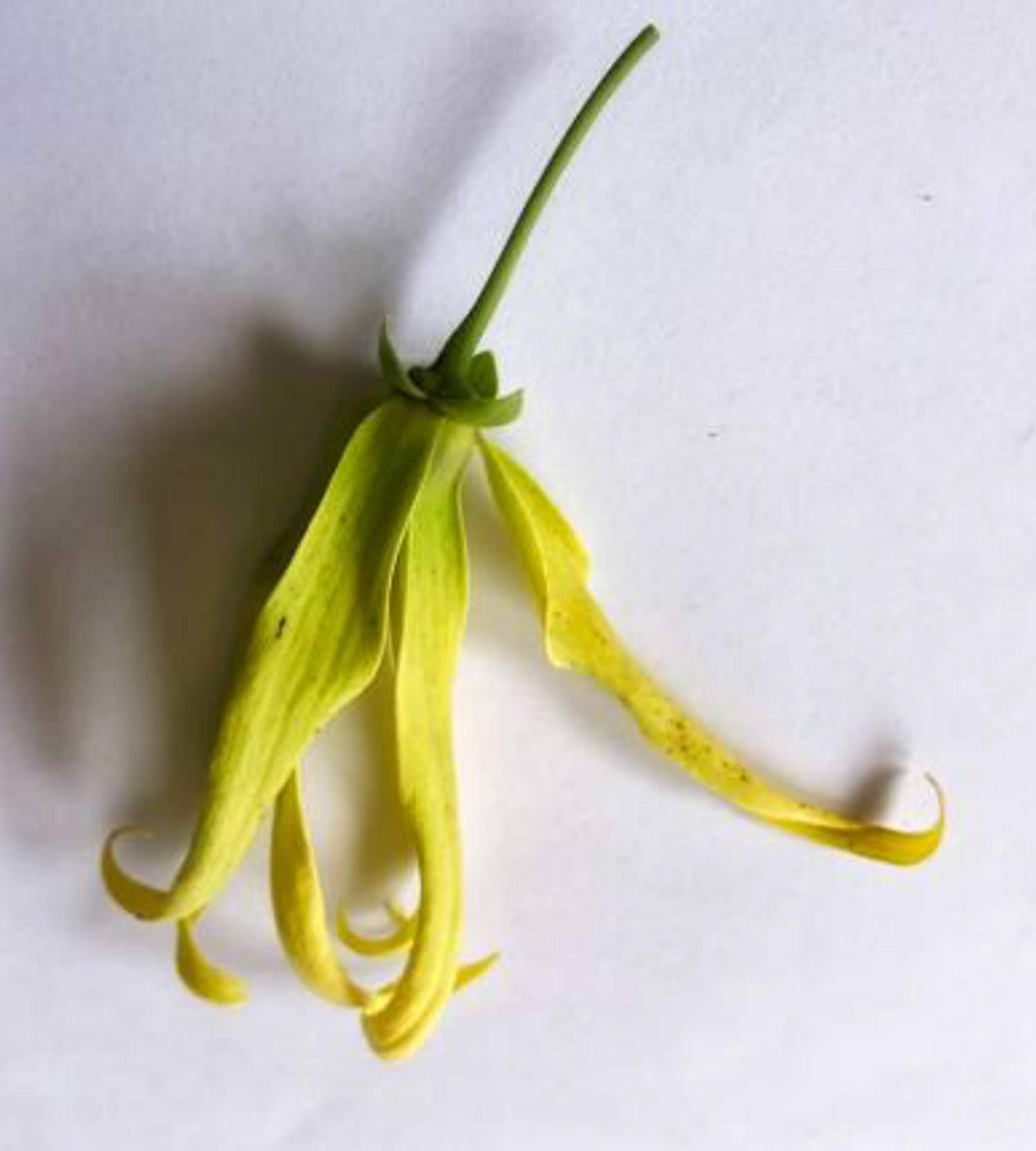 Ylang Ylang Essential Oil