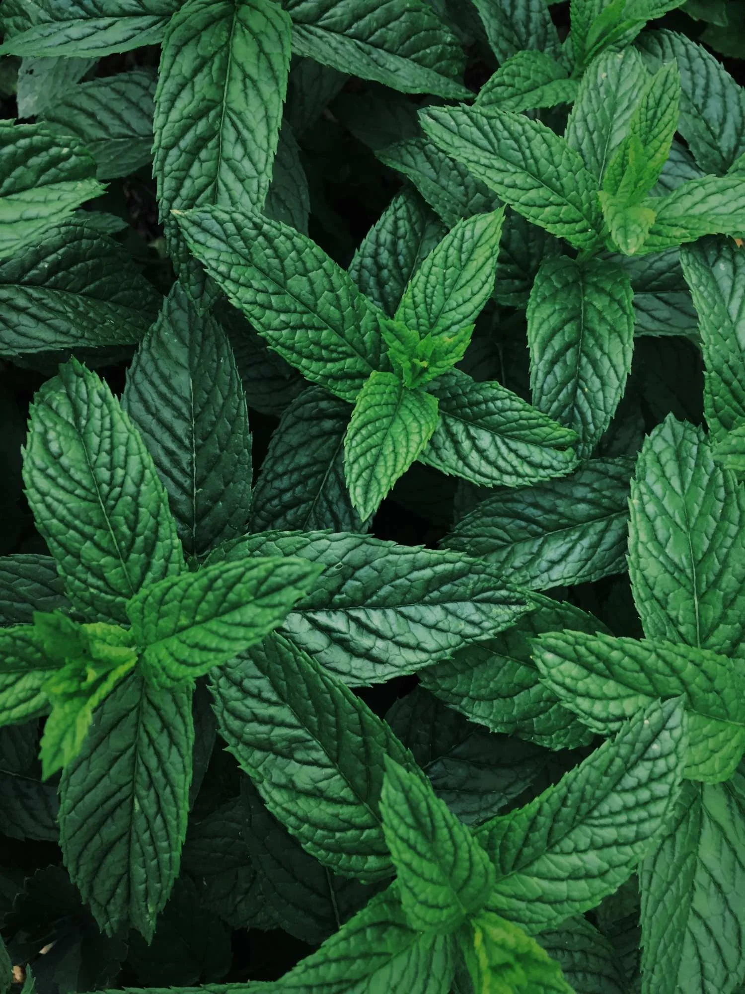 Peppermint Essential Oil