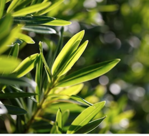 Tea Tree Fragrance Oil