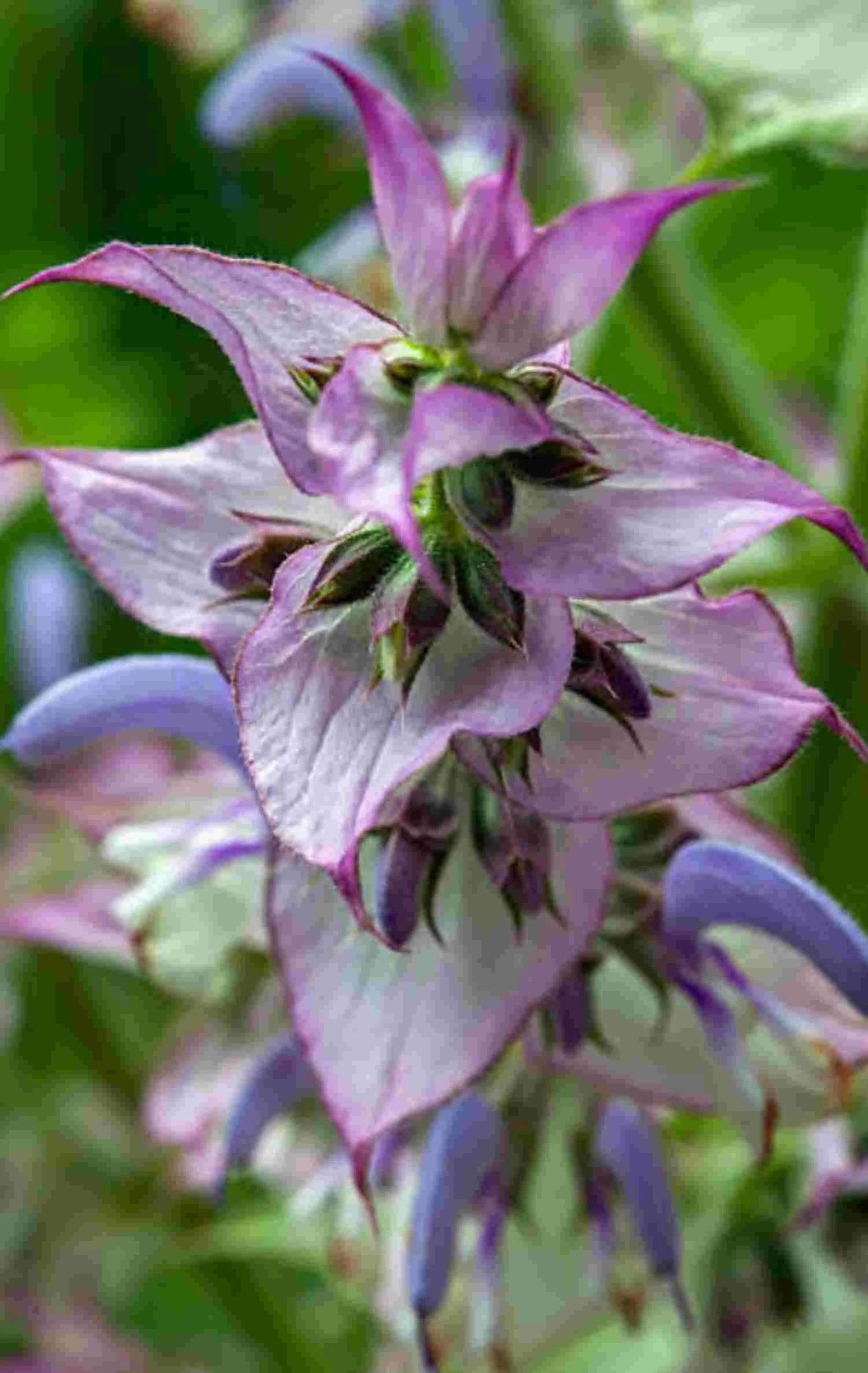 Clary Sage Essential Oil